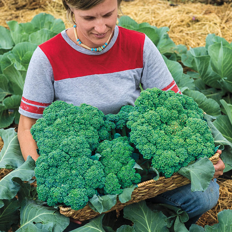 Gurneys Blue Ribbon Hybrid Broccoli
