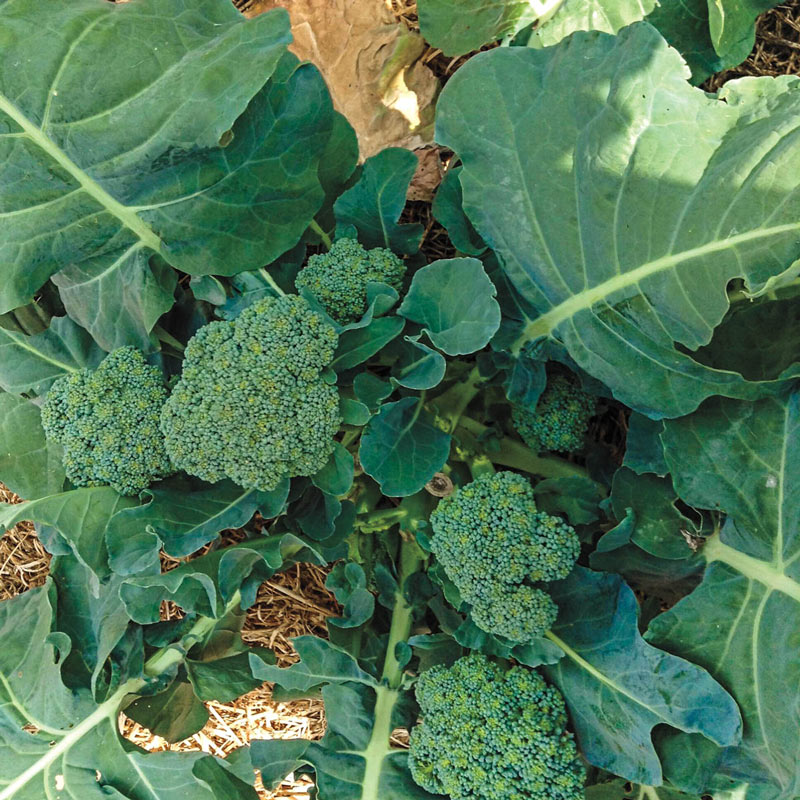 Gurneys Blue Ribbon Hybrid Broccoli