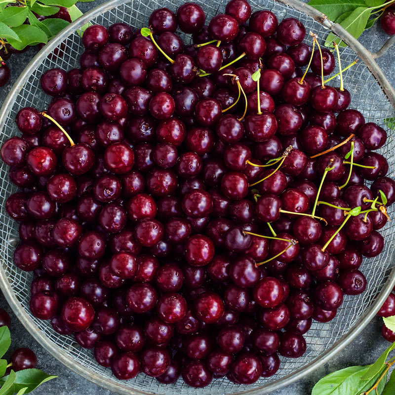 Juliet Bush Cherry
