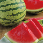 Gurneys Delight Improved Hybrid Watermelon Seed