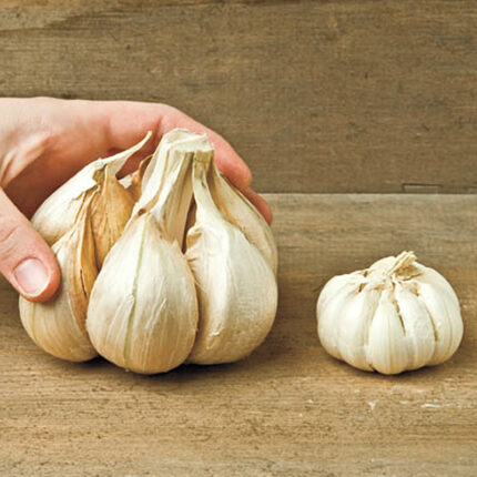 Elephant Garlic