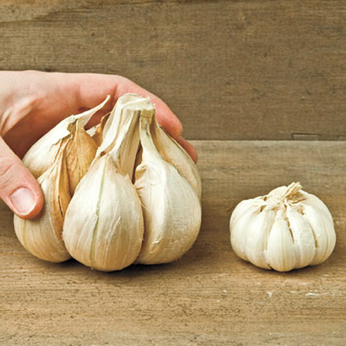 Elephant Garlic