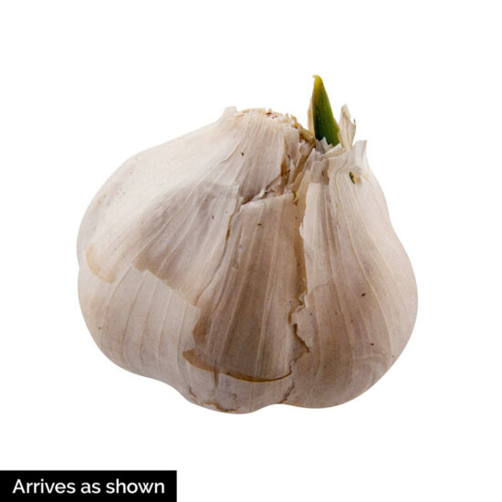 Elephant Garlic