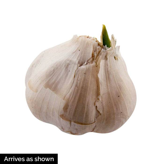 Elephant Garlic