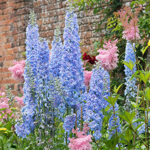 Delphinium Seeds - Blue Bell