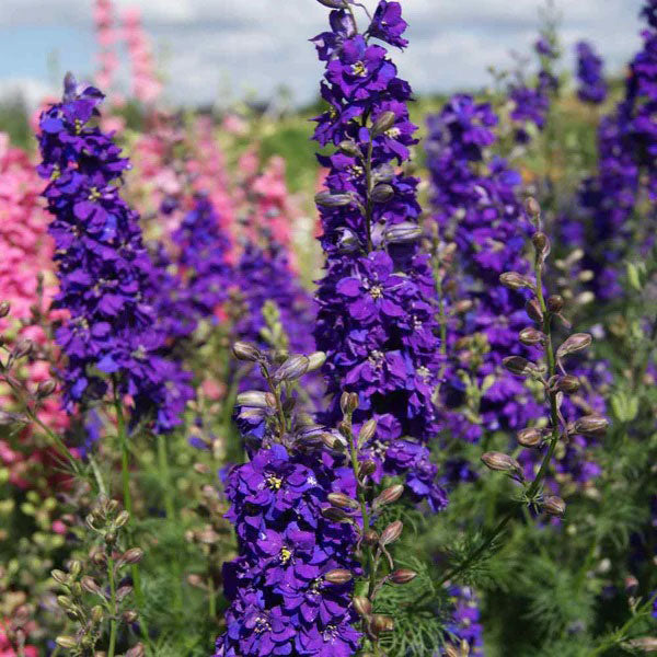 Delphinium Seeds - Lilac Spire