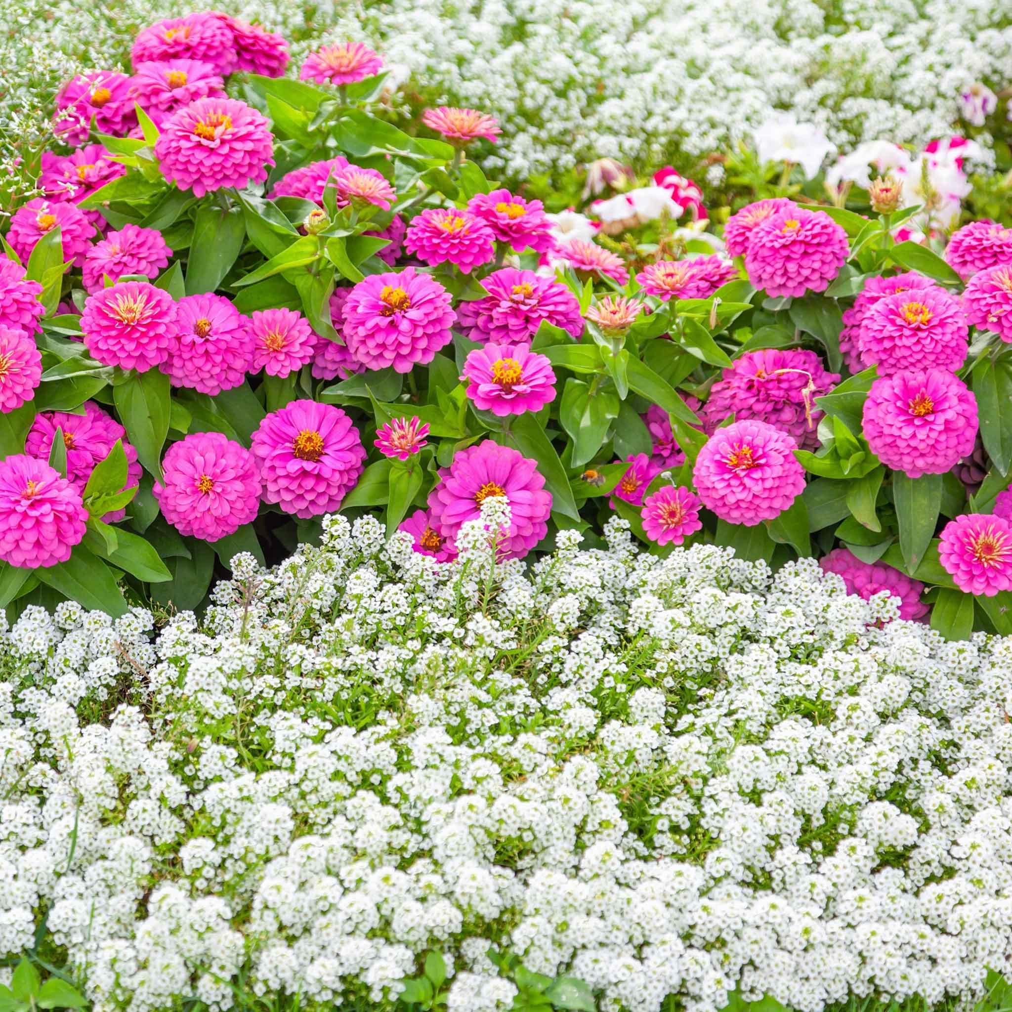 Alyssum Seeds - Tiny Tim
