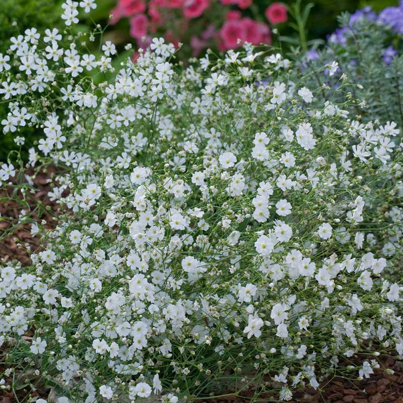Babys Breath Seeds