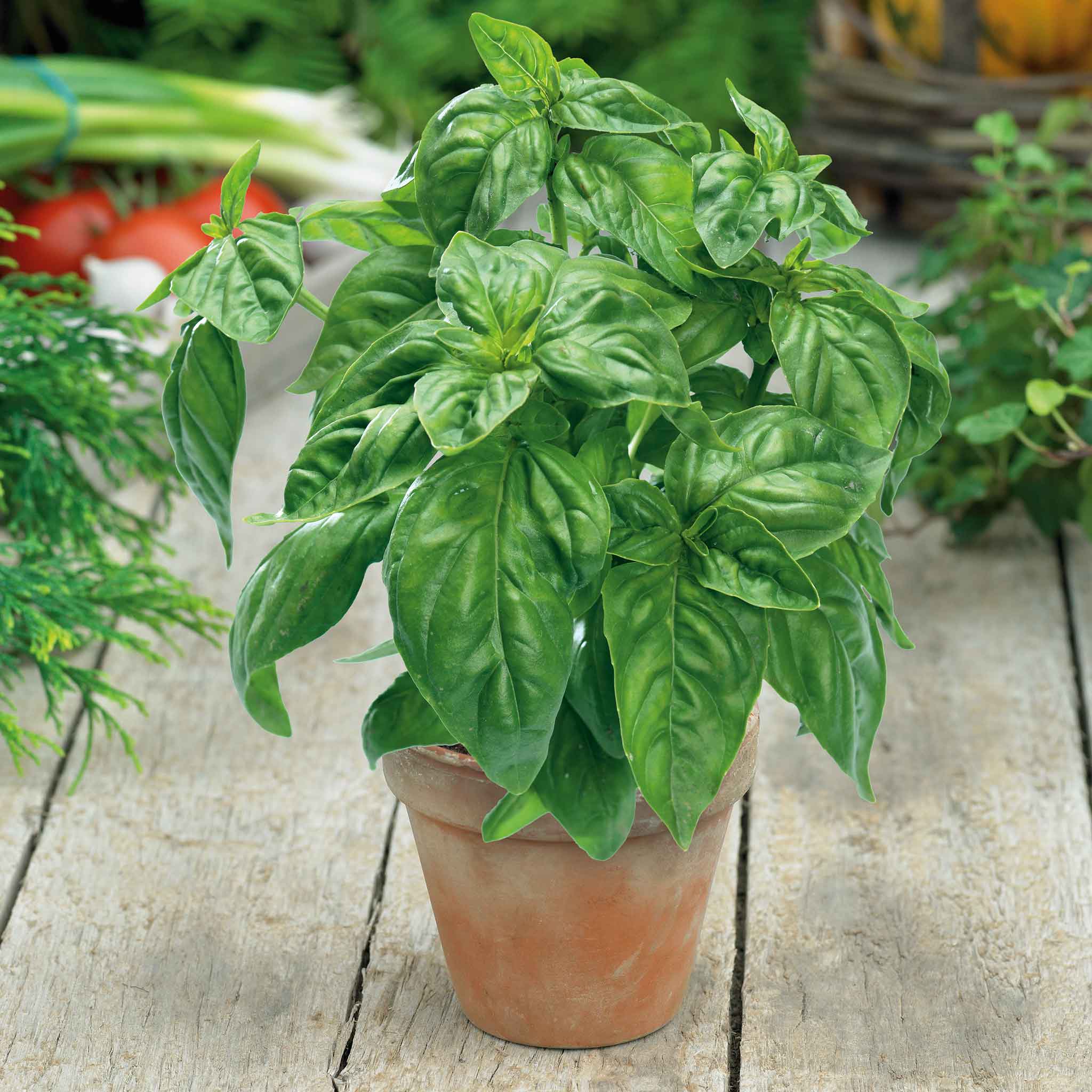 Basil Seeds - Large Sweet for Pots
