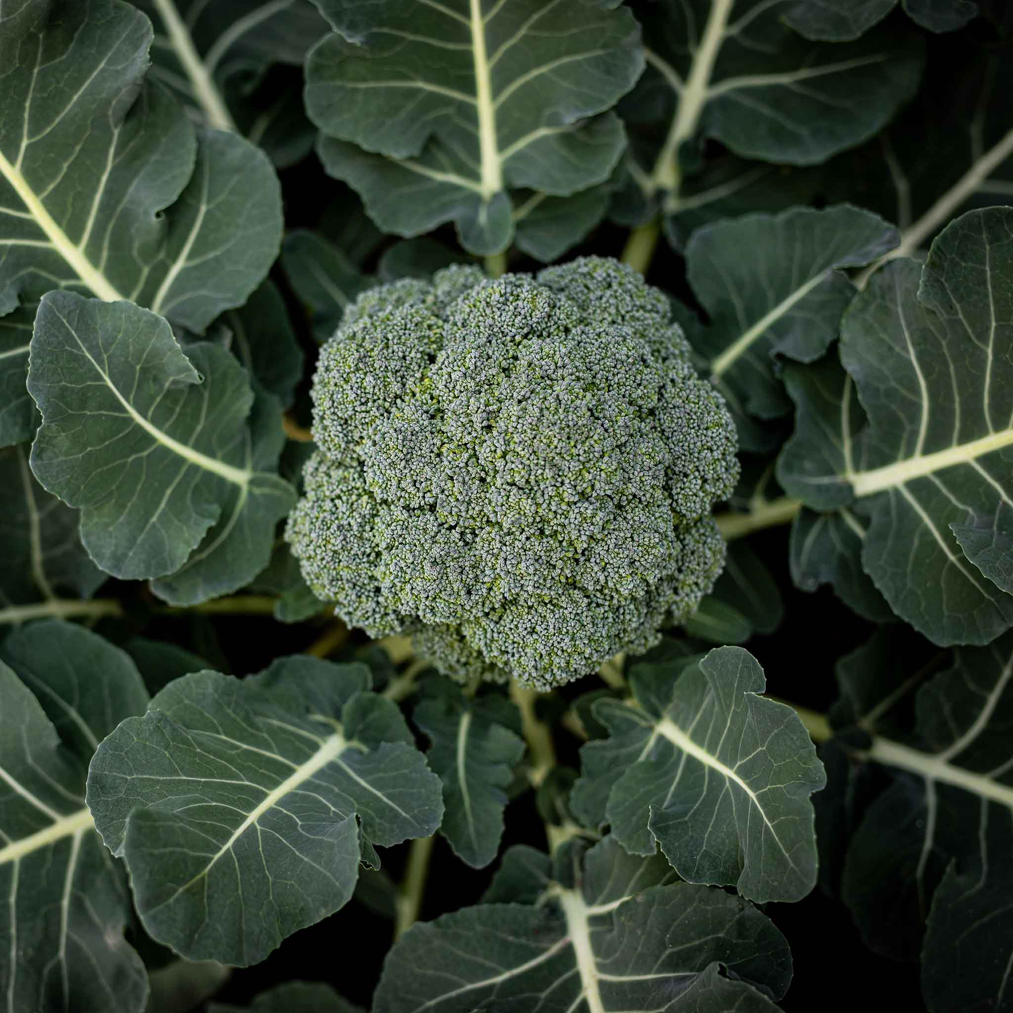 Broccoli Seeds - Calabrese