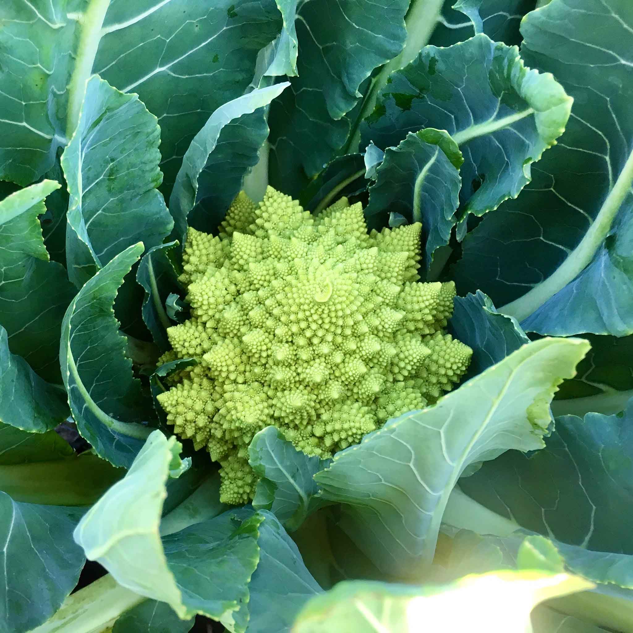Broccoli Seeds - Romanesco