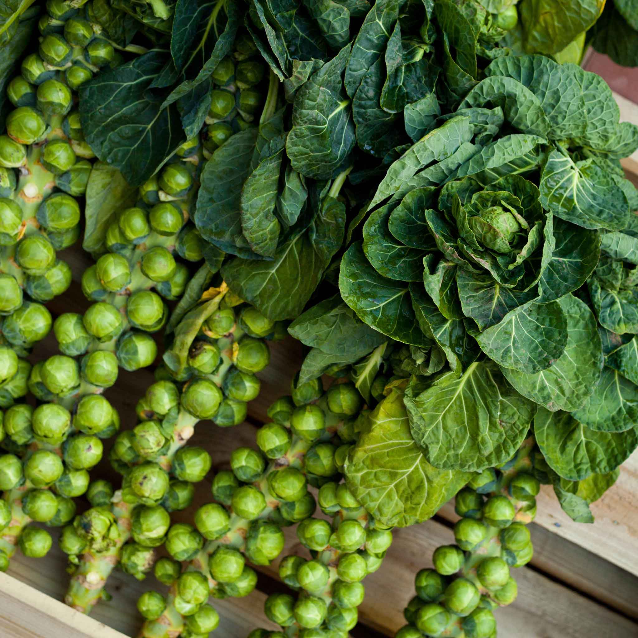 Brussels Sprouts Seeds - Catskill