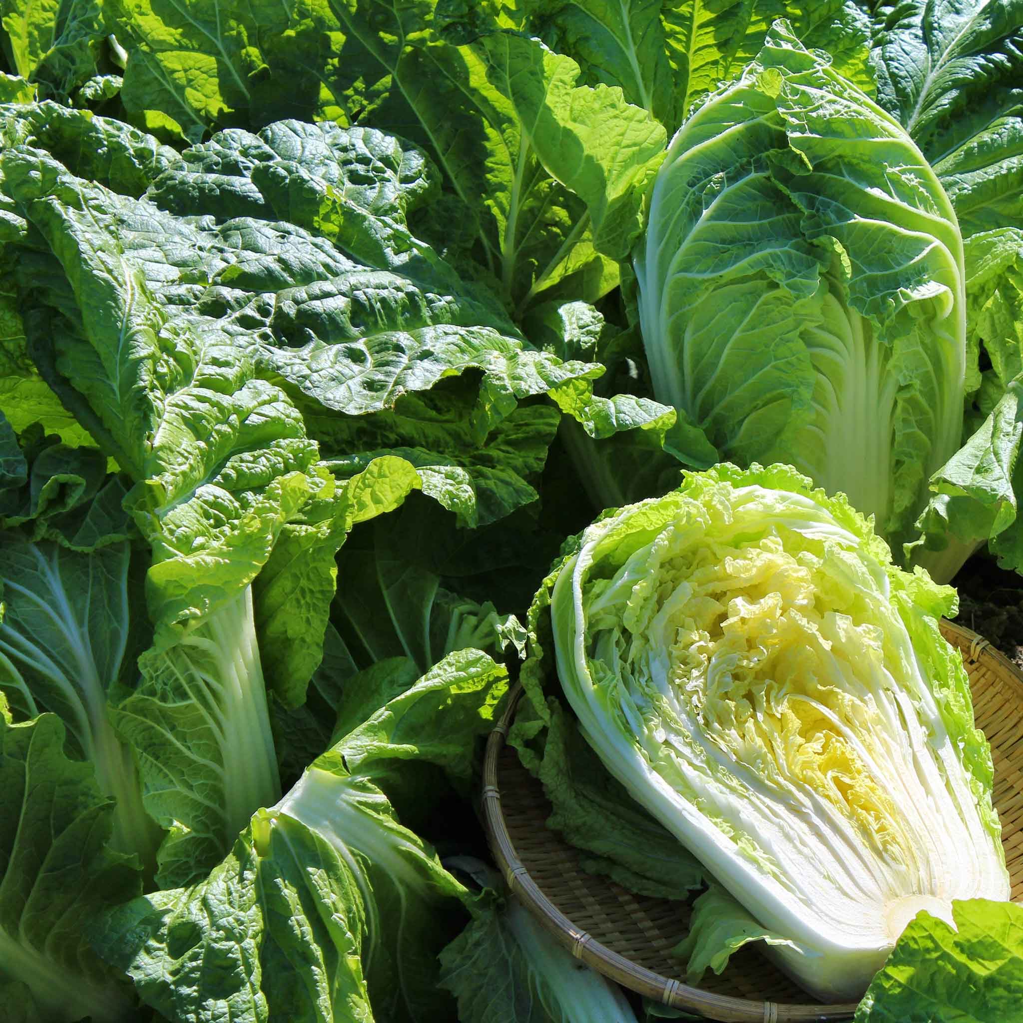 Chinese Cabbage Seeds - Michihili
