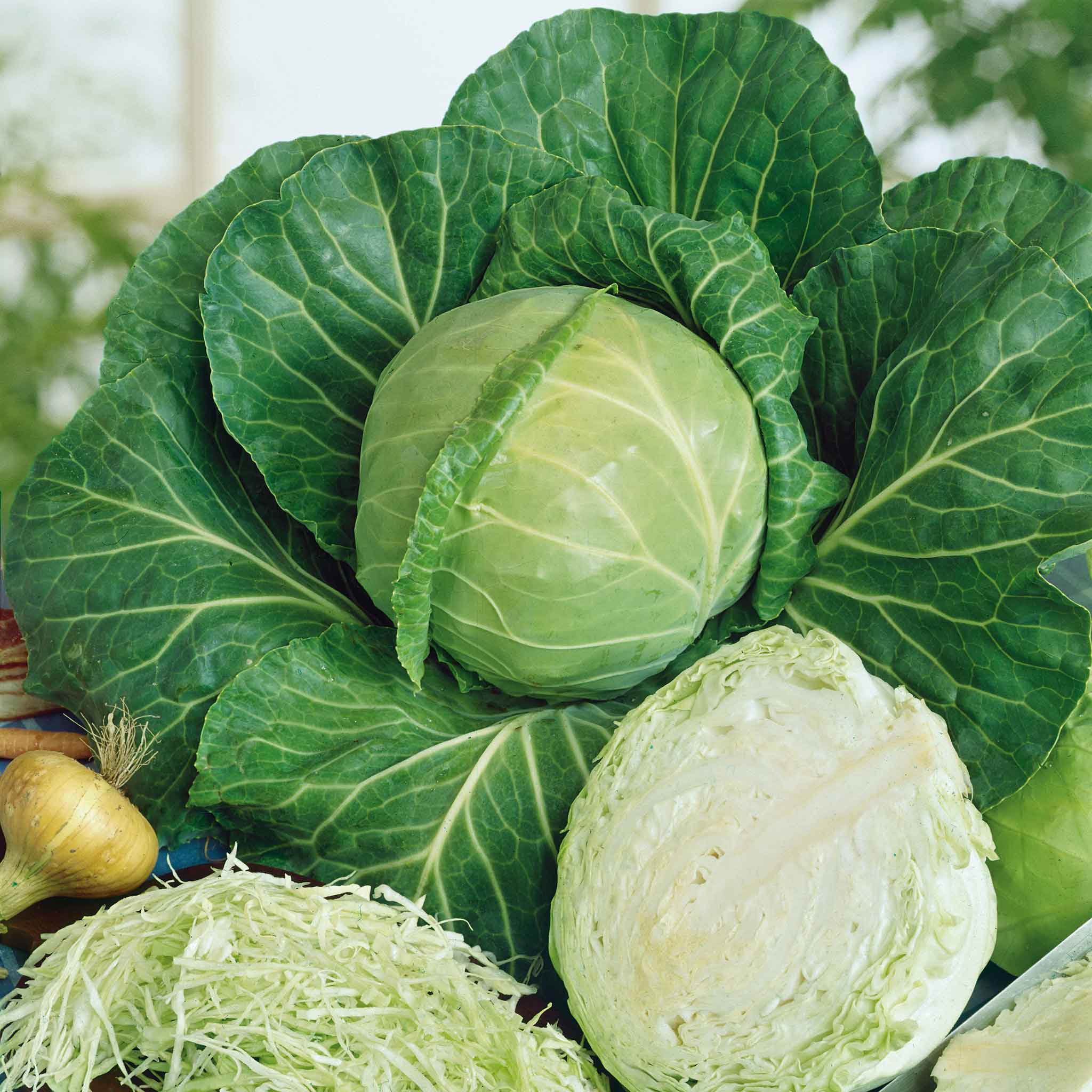 Cabbage Seeds - Golden Acre