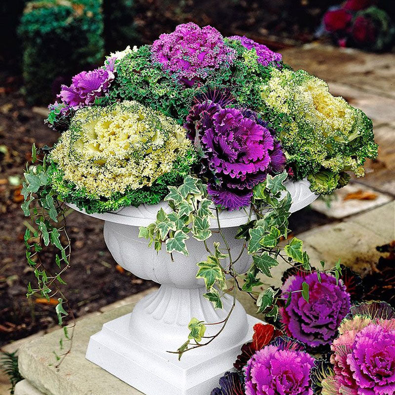 Ornamental Kale Seeds - Mix