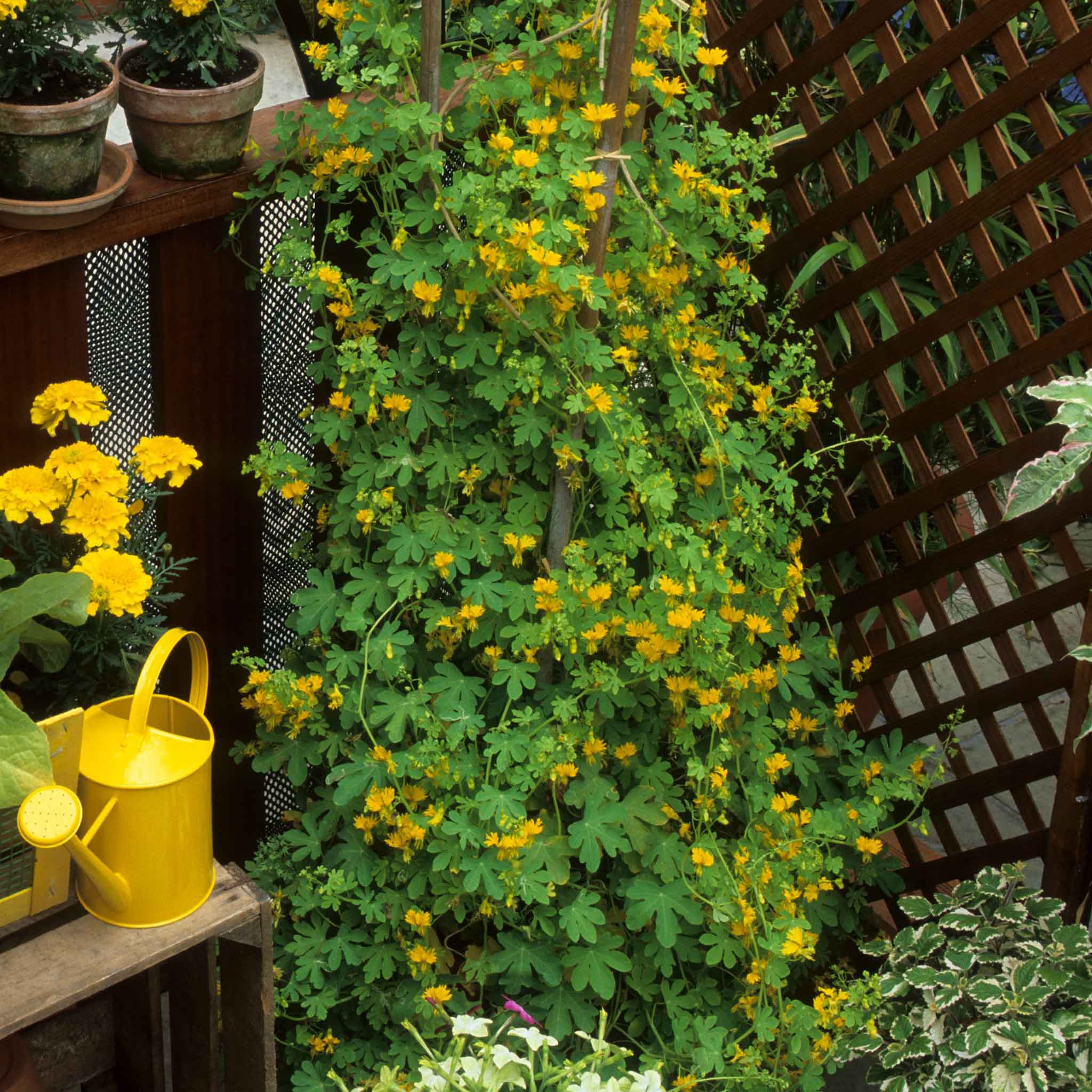 Canary Creeper Seeds