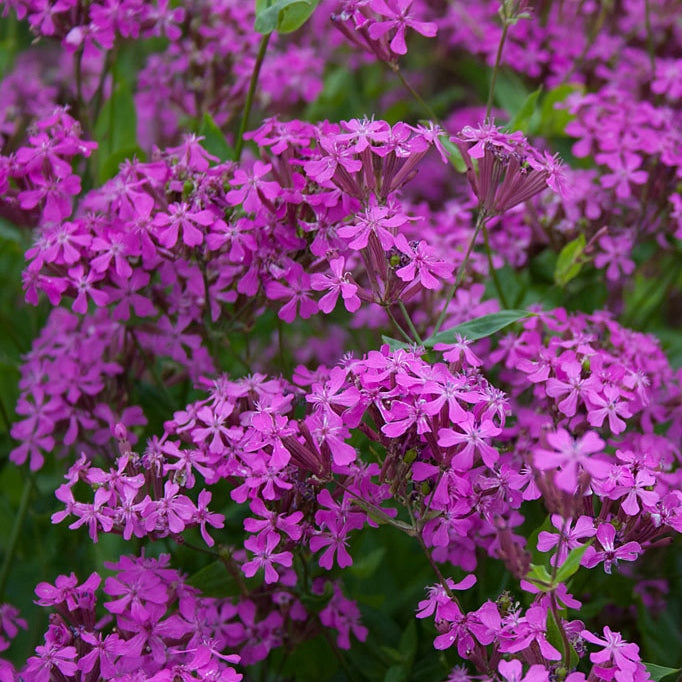 Catchfly Seeds