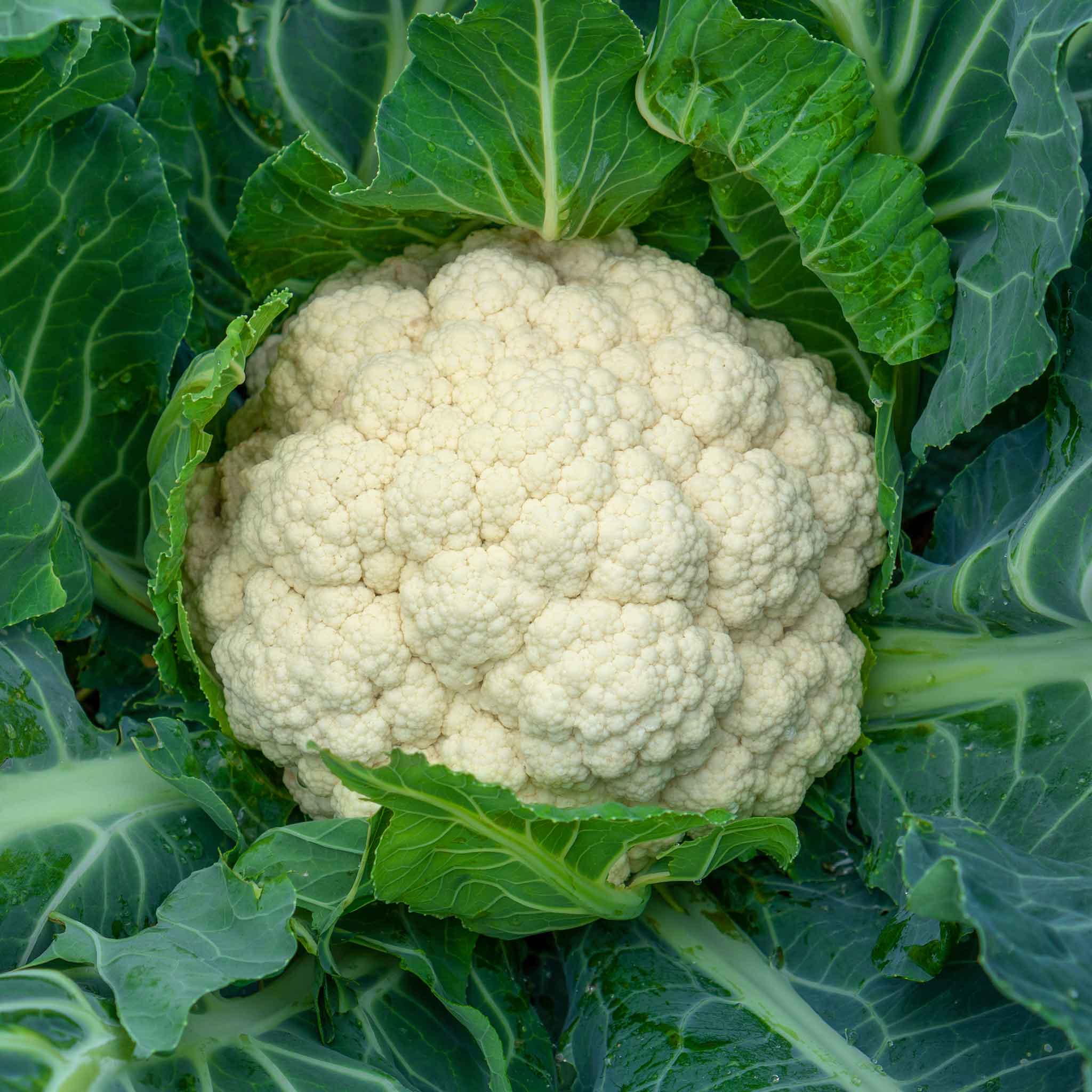 Cauliflower Seeds - Snowball Y Improved