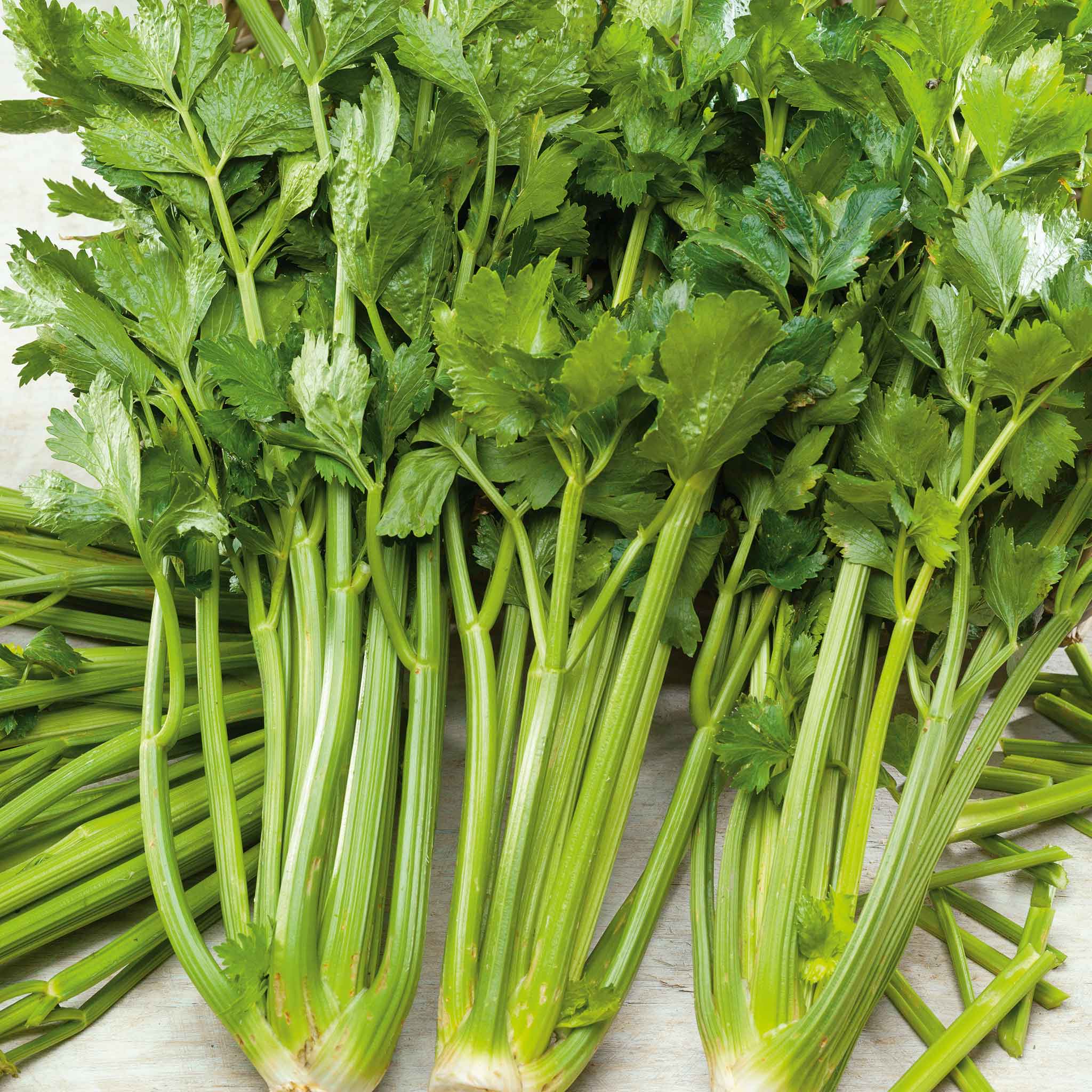 Celery Seeds - Pascal