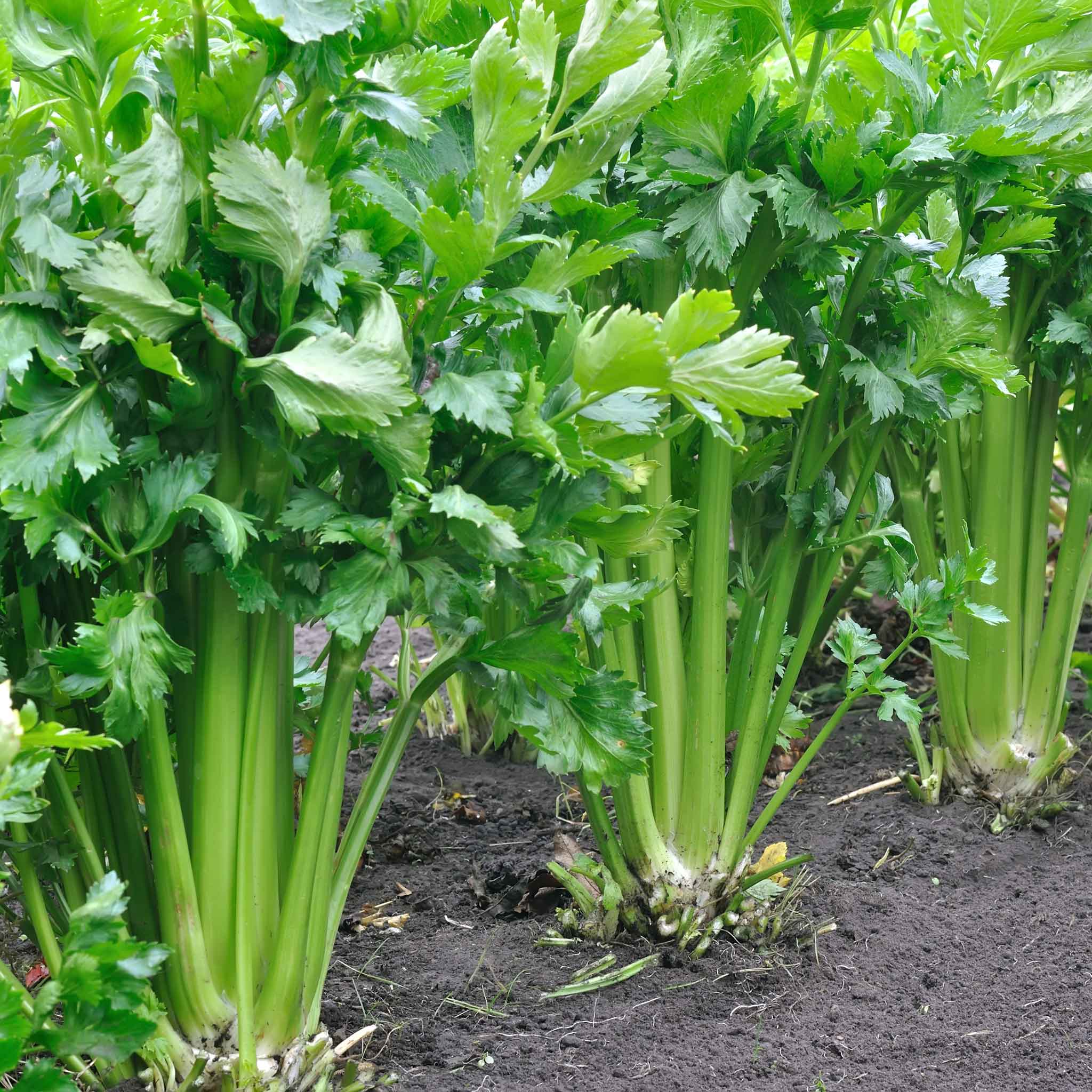 Celery Seeds - Tall Utah 52-70