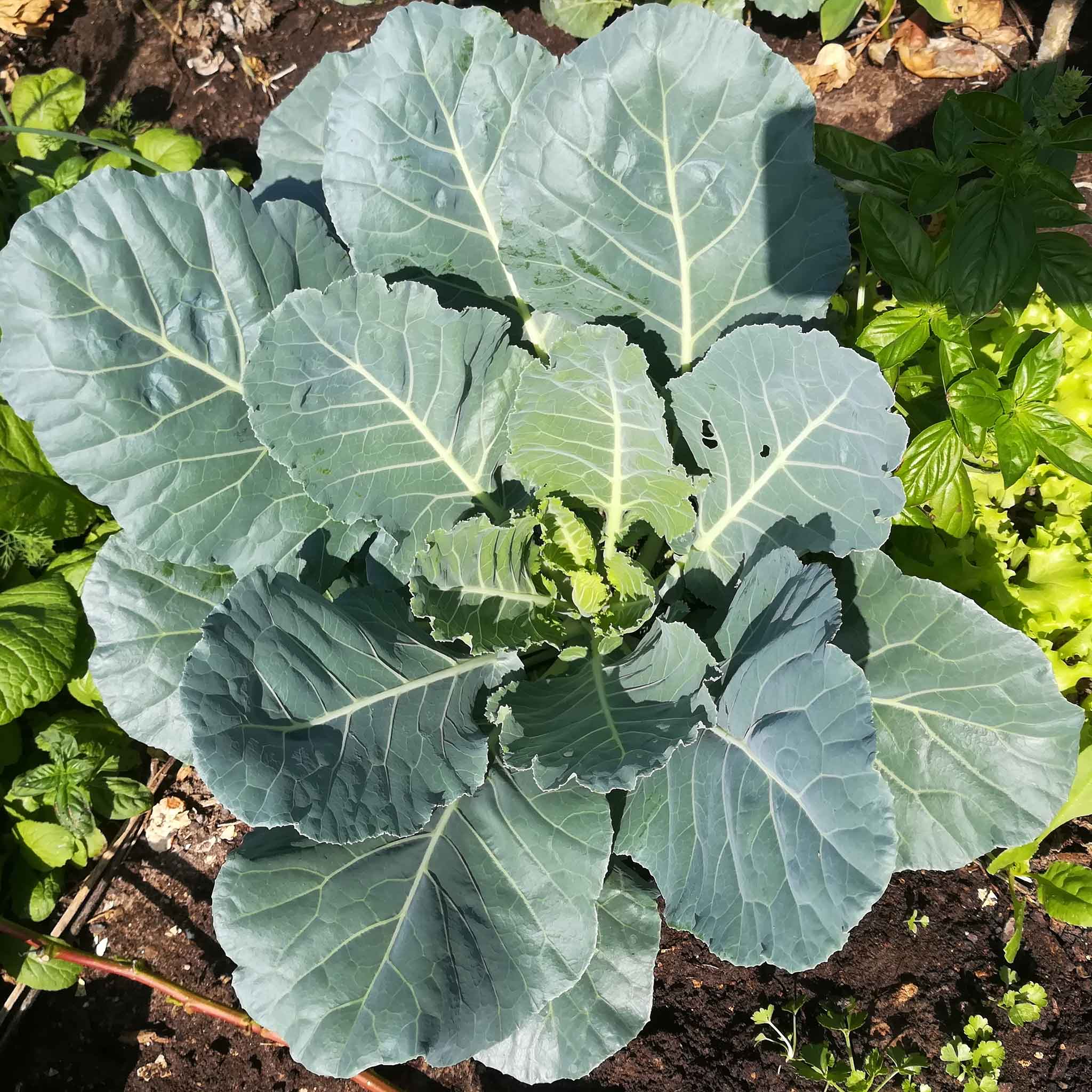 Collard Seeds - Champion