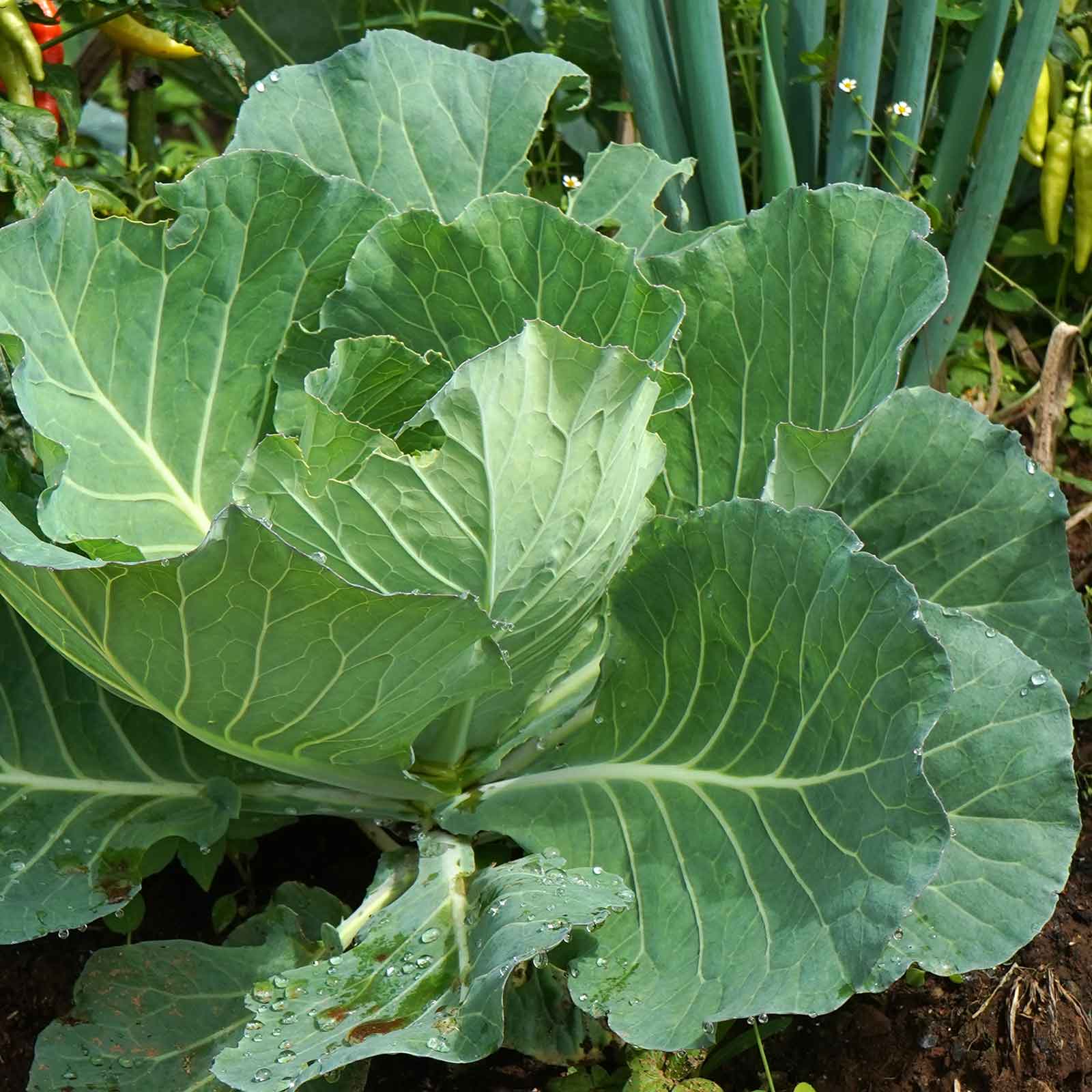 Collard Seeds - Morris Heading
