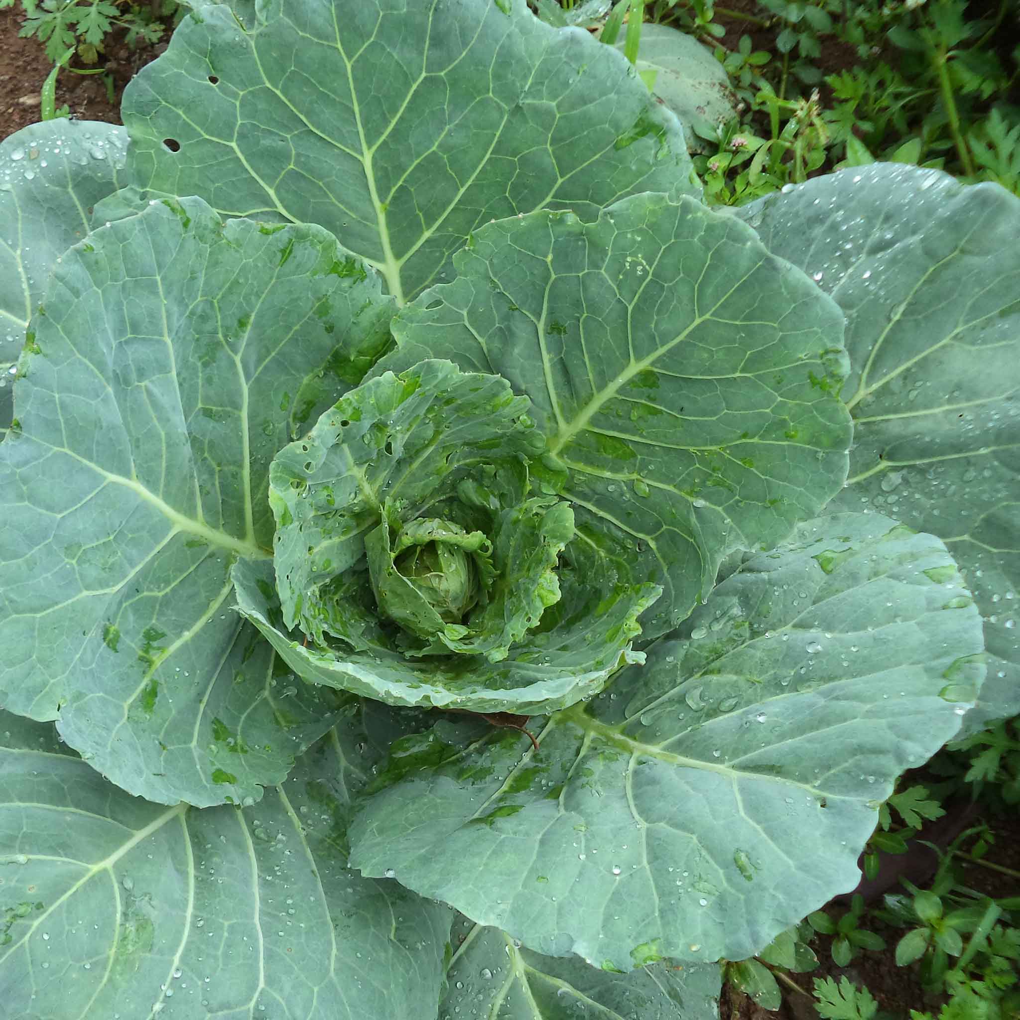 Collard Seeds - Vates