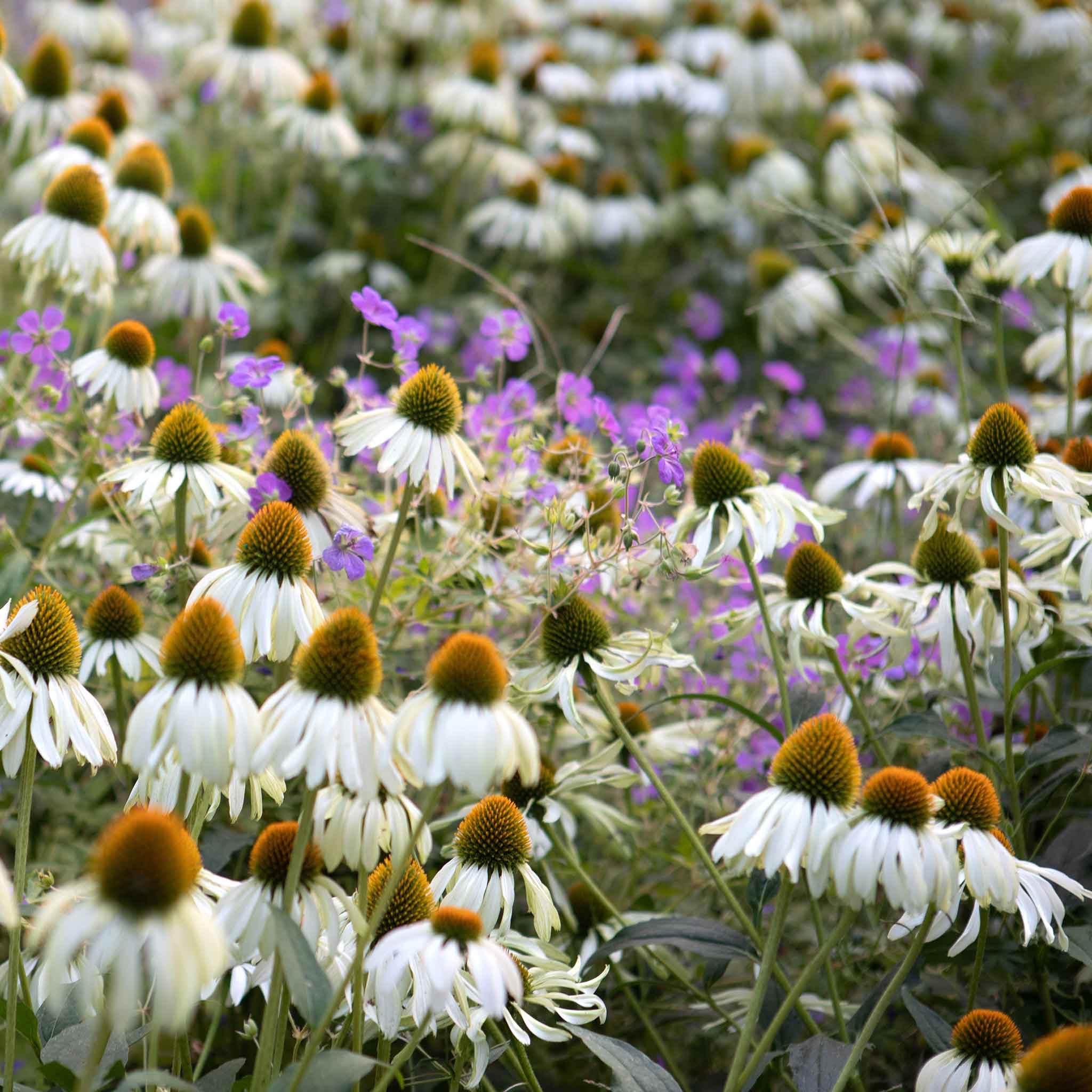 Coneflower Seeds - White Swan