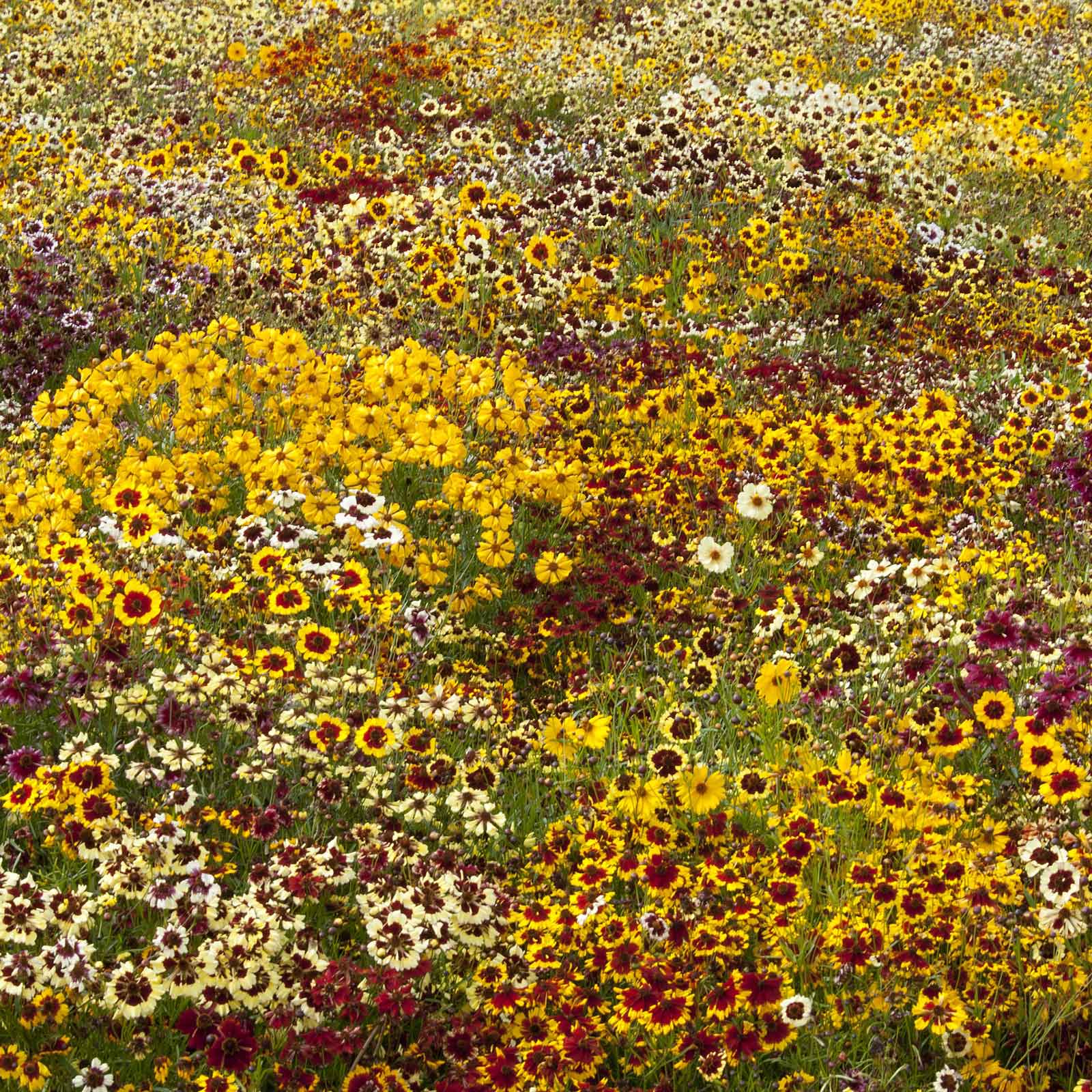 Coreopsis Seeds - Incredible Dwarf Mix