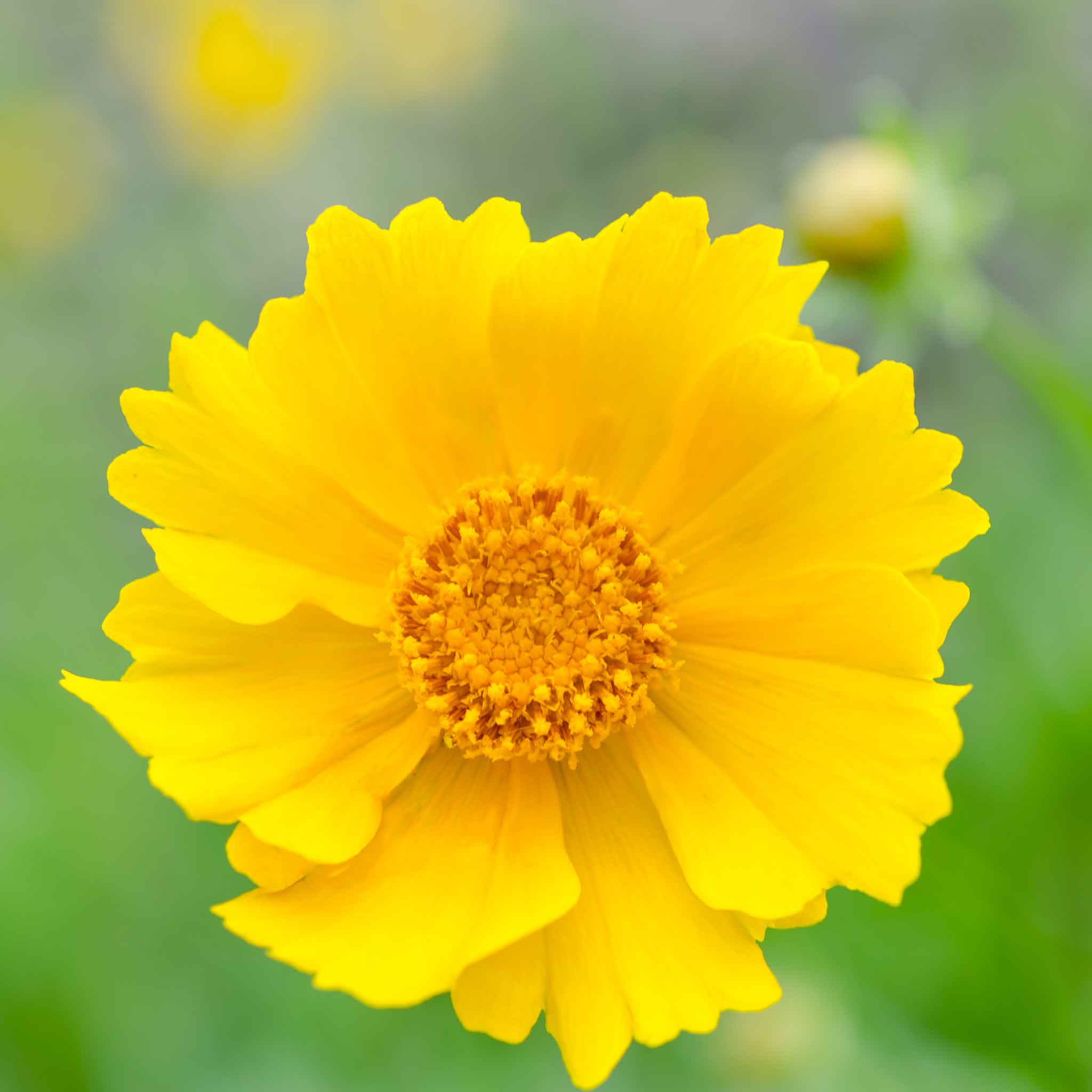 Lance-Leaf Coreopsis Seeds