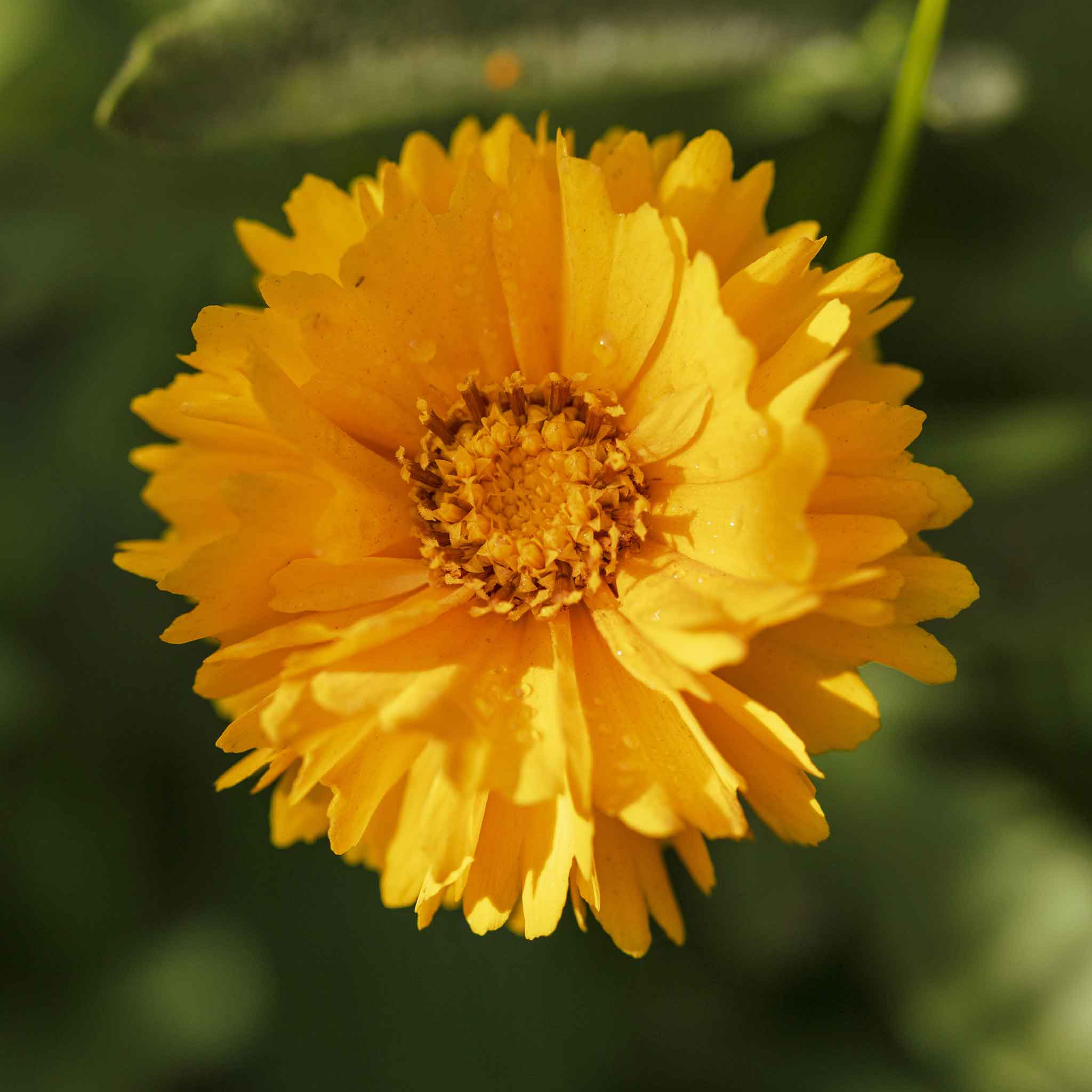 Lance-Leaf Coreopsis Seeds - Sunburst