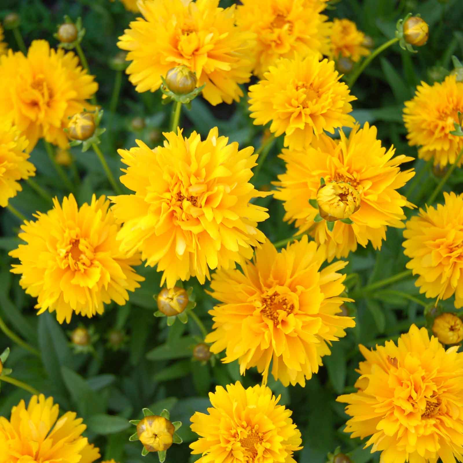 Lance-Leaf Coreopsis Seeds - Sunburst