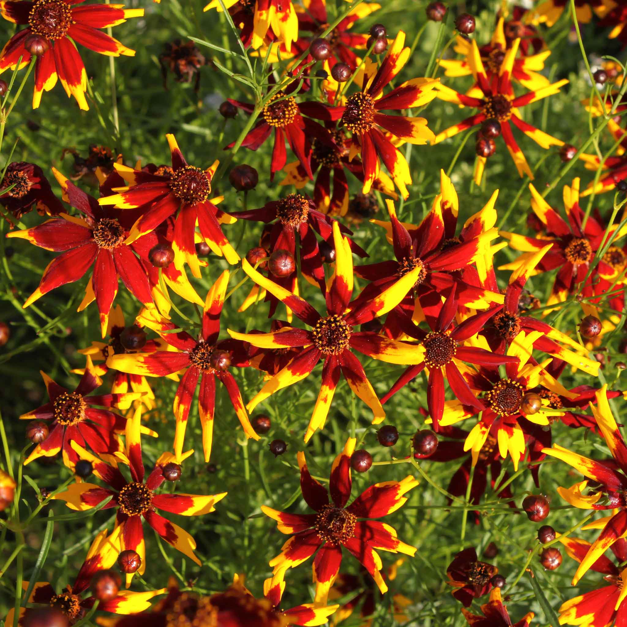 Coreopsis Seeds - Mardi Gras