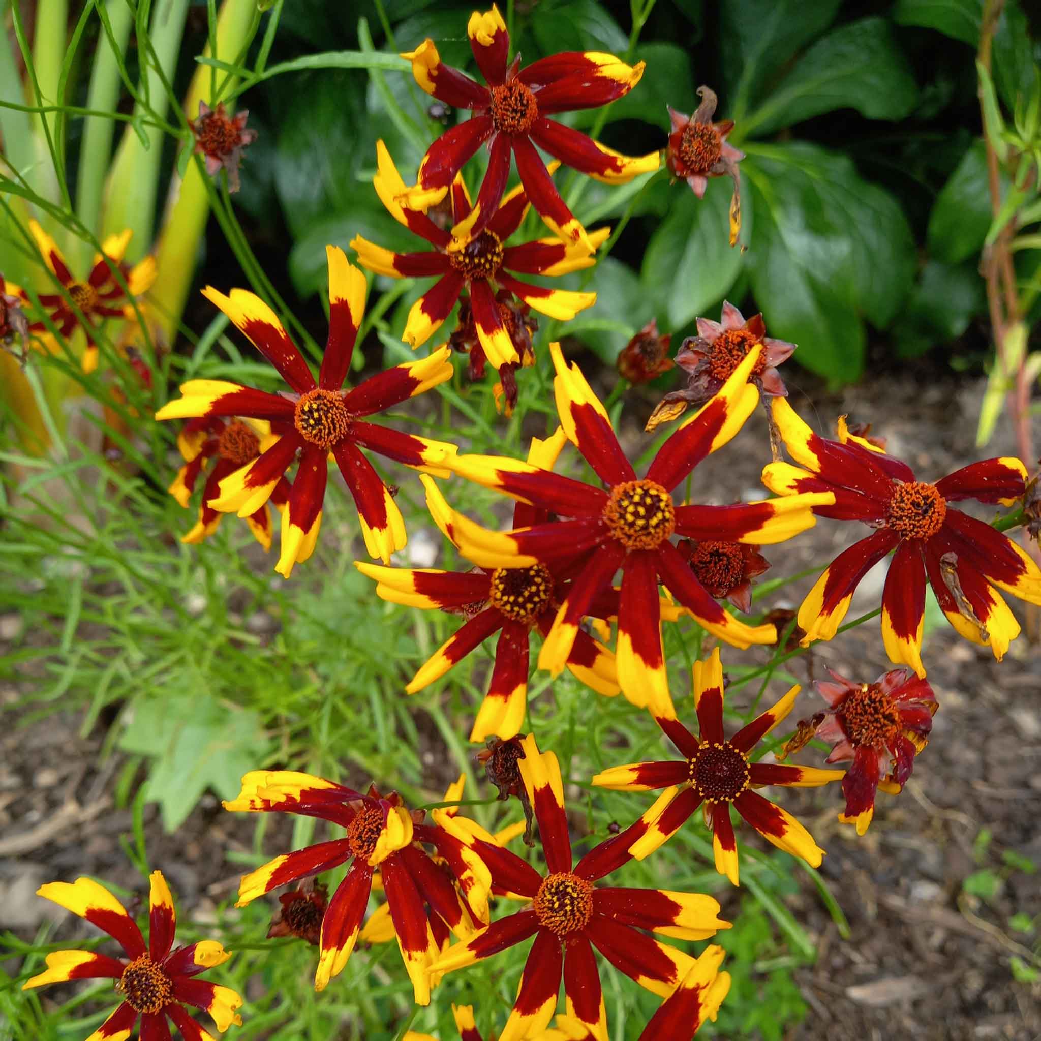 Coreopsis Seeds - Mardi Gras