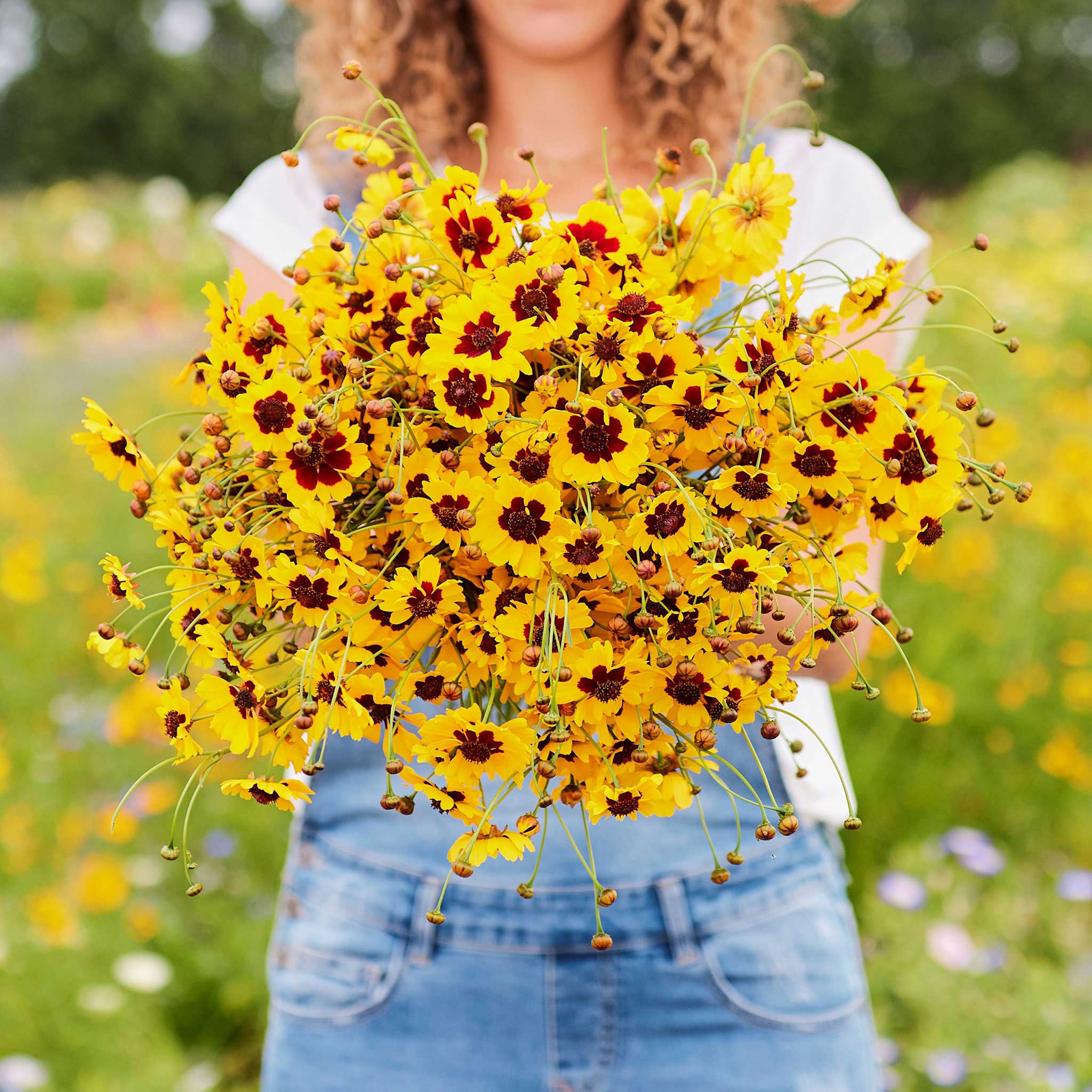 Plains Coreopsis Seeds