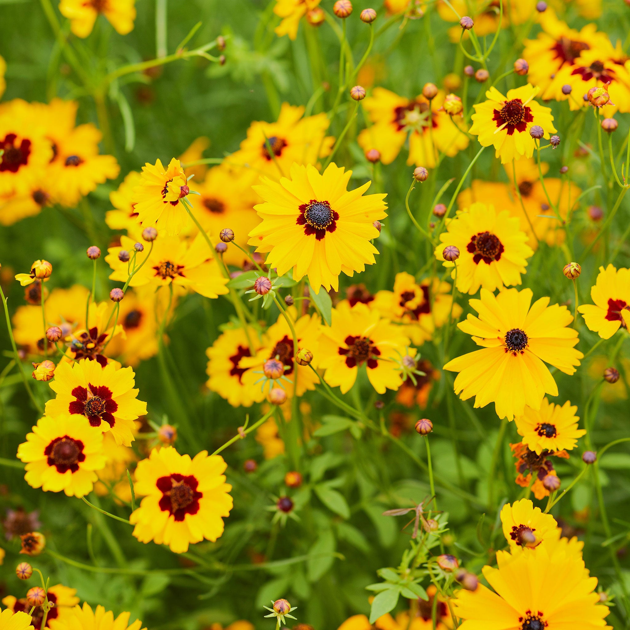 Plains Coreopsis Seeds