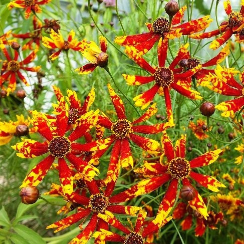 Coreopsis Seeds - Radiana Tigrina