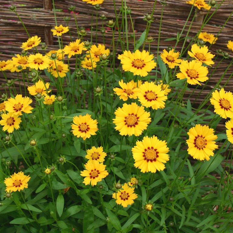Coreopsis Seeds - Sterntaler