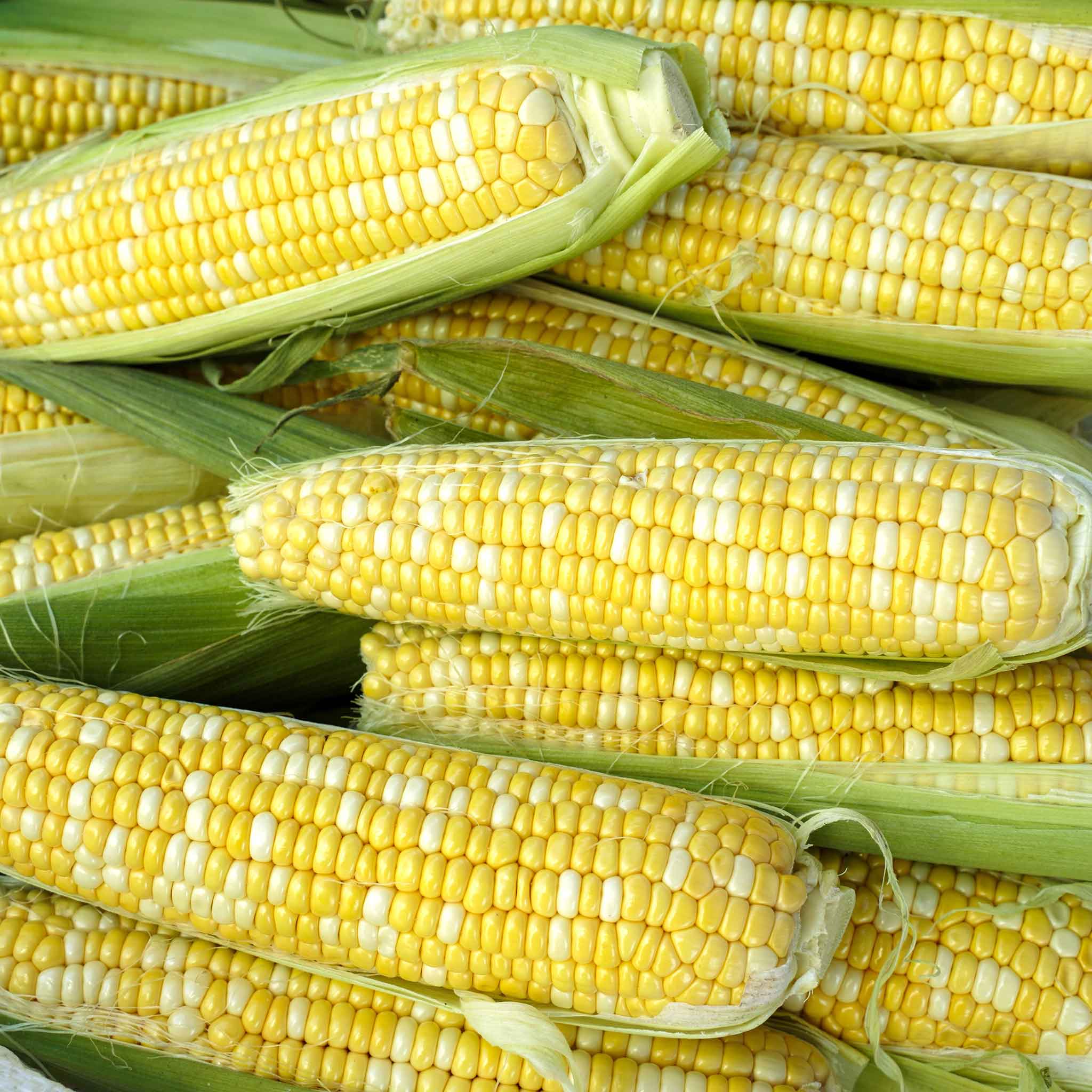 Corn Seeds - Bilicious