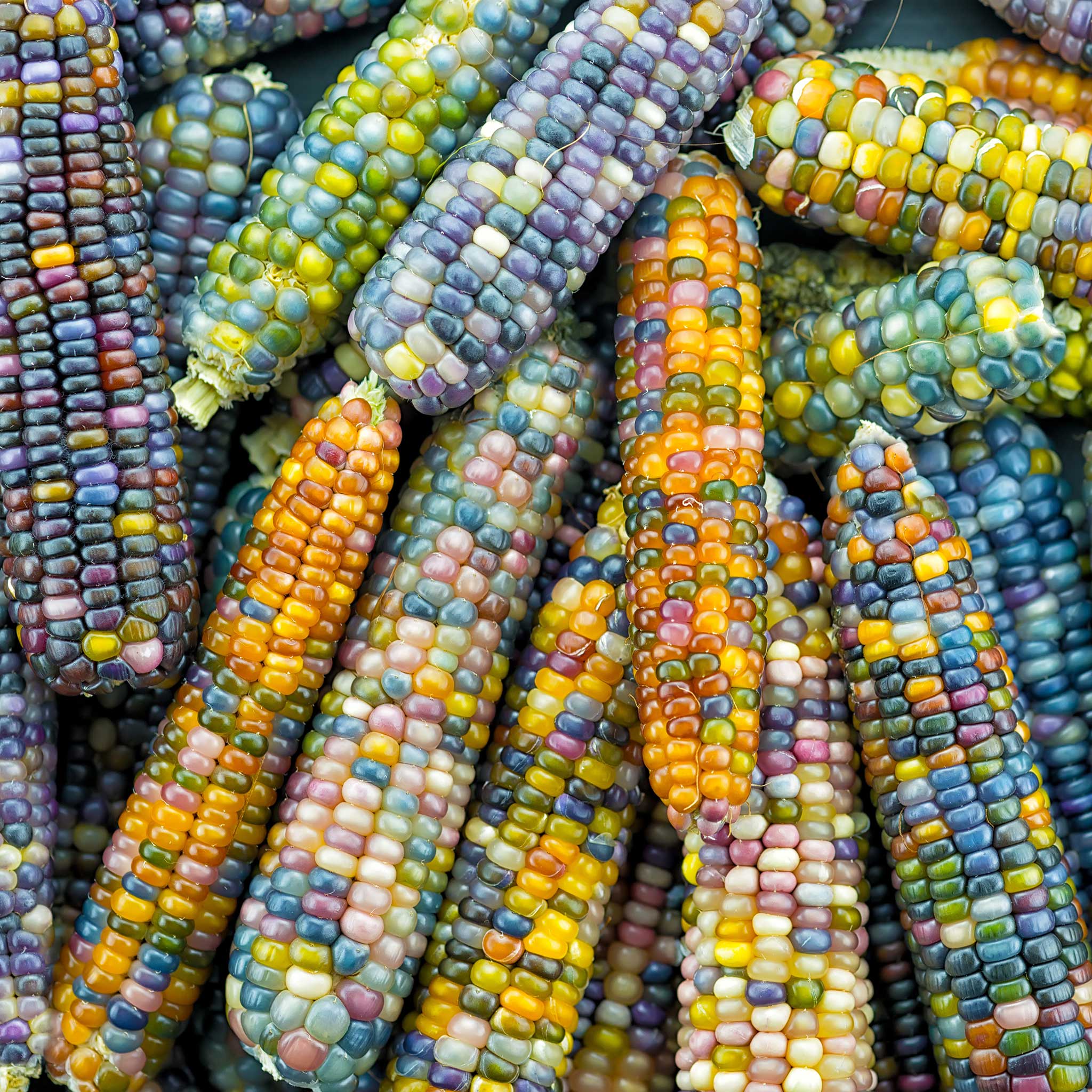 Corn Seeds - Glass Gem