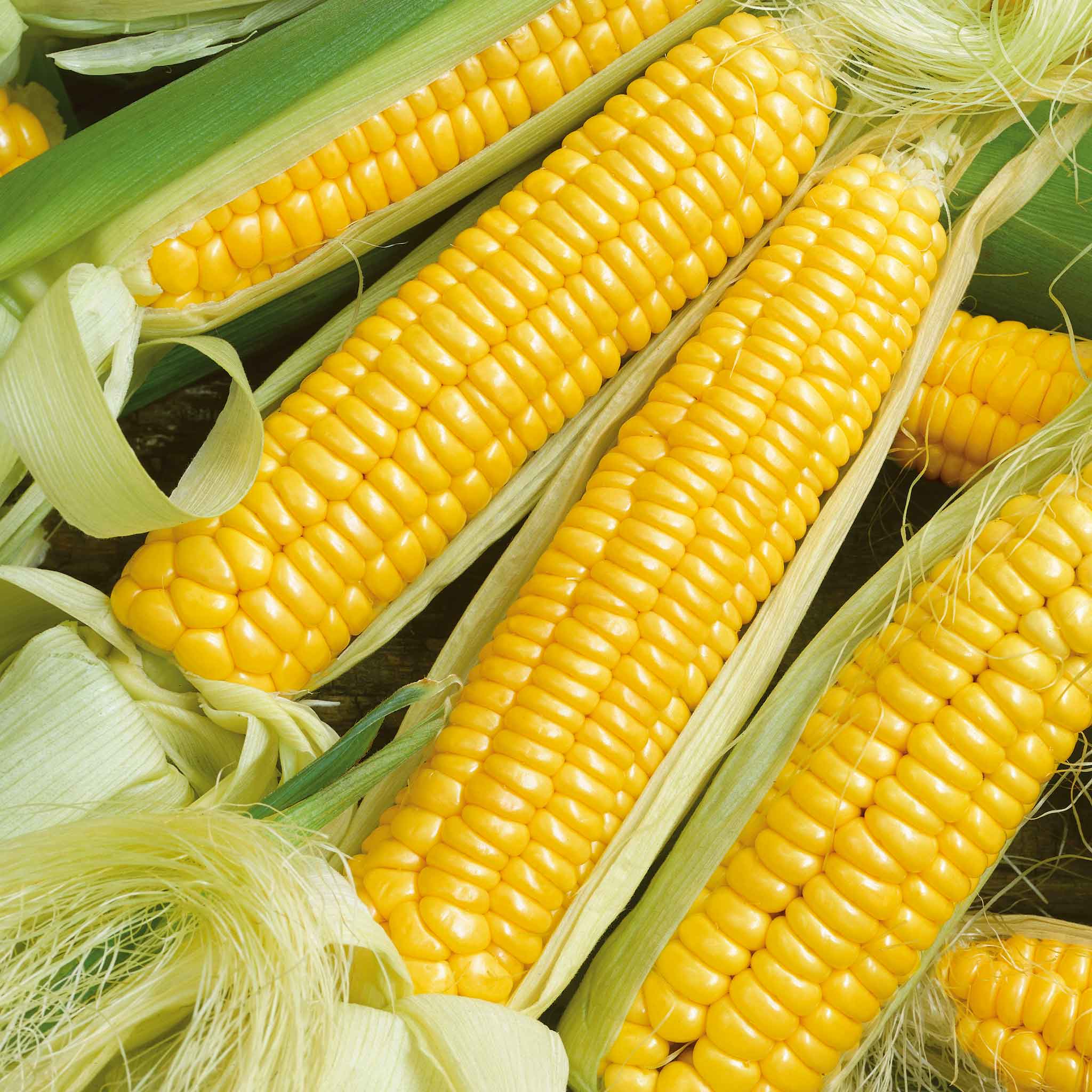 Corn Seeds - Golden X Bantam