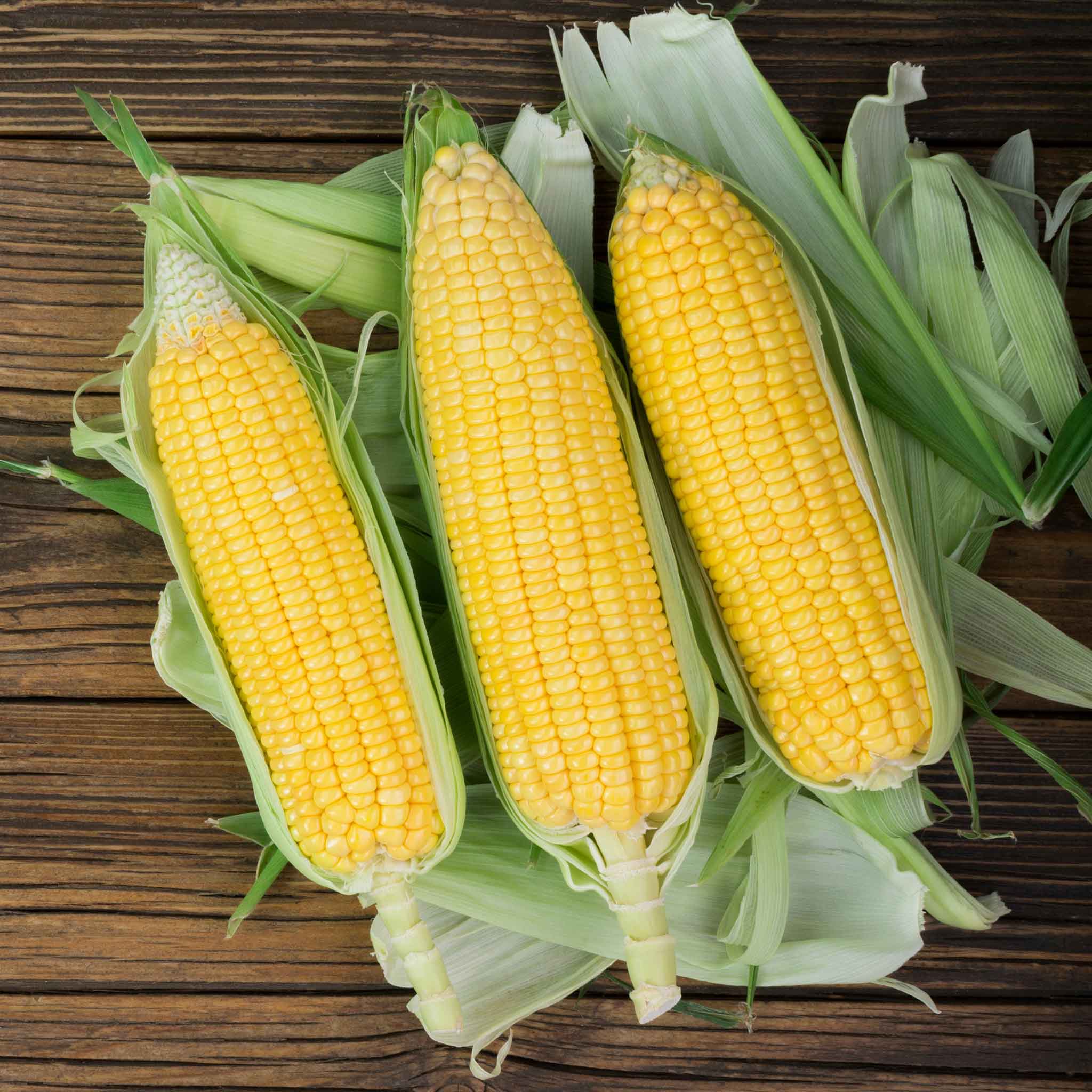 Corn Seeds - NK 199