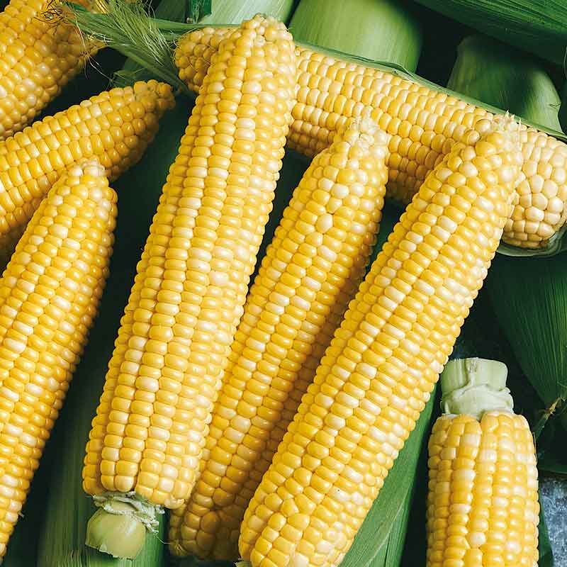 Corn Seeds - Peaches & Cream