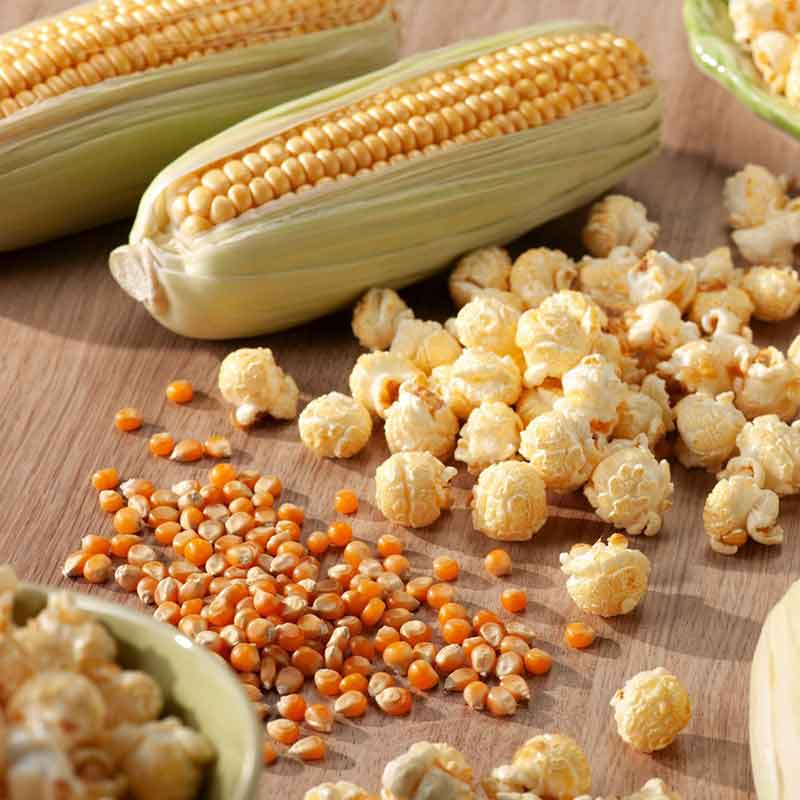 Corn Seeds - Popcorn