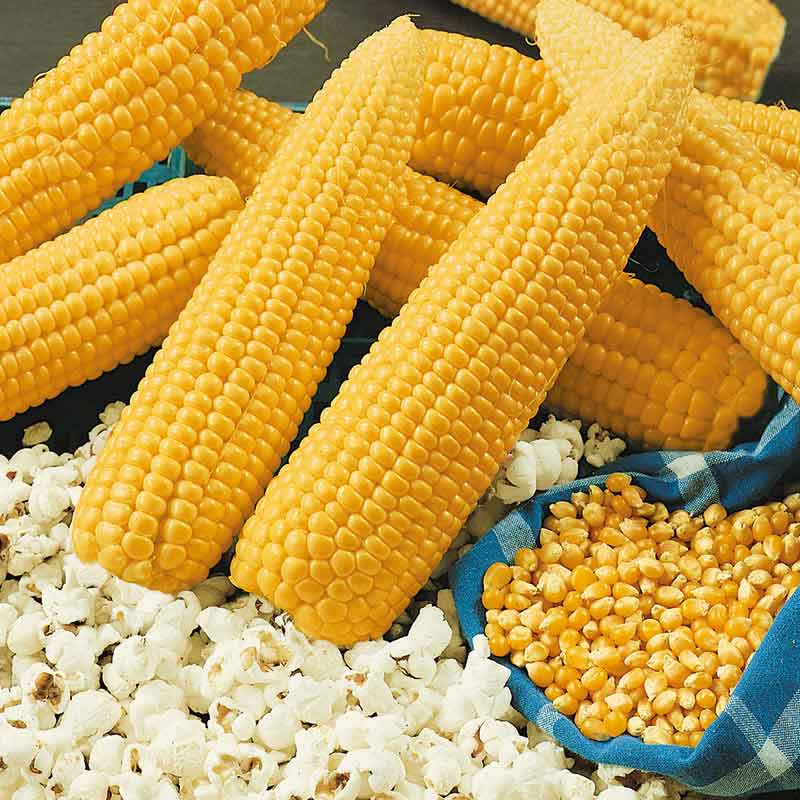 Corn Seeds - Popcorn