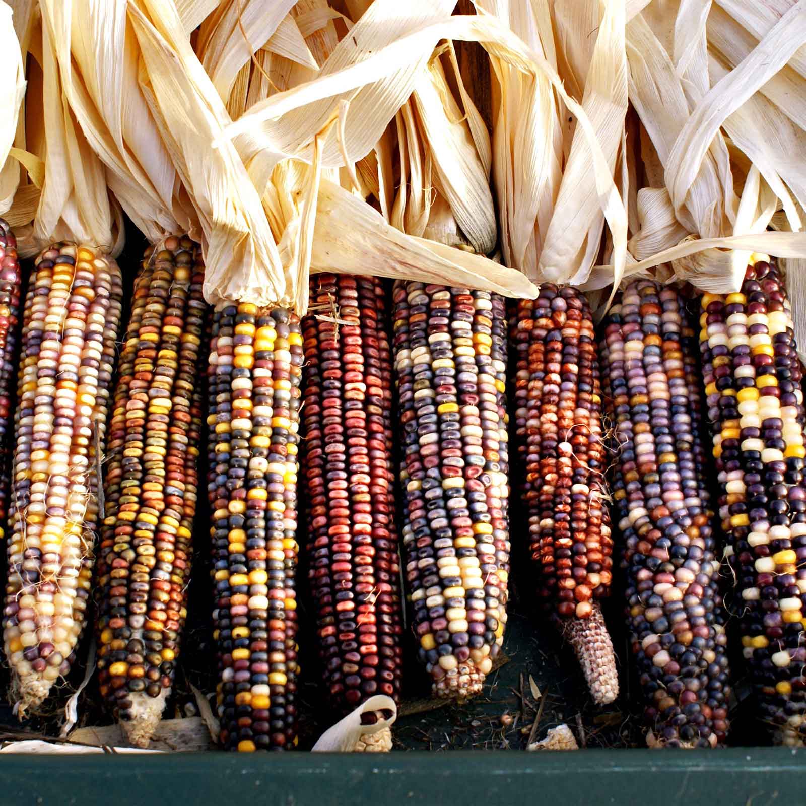 Corn Seeds - Rainbow Mix