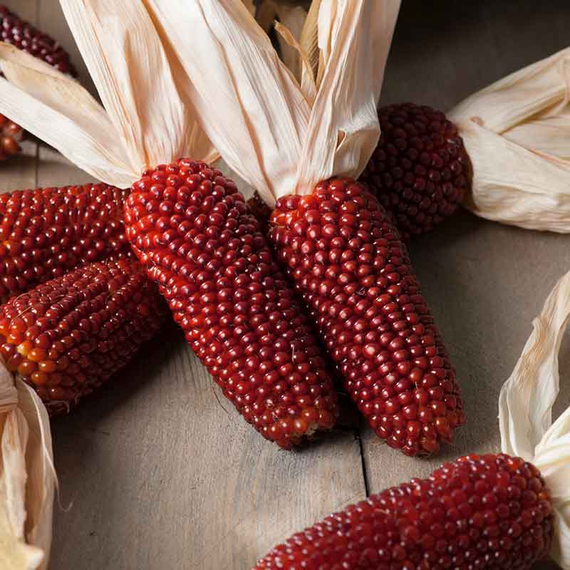 Corn Seeds - Strawberry Popcorn