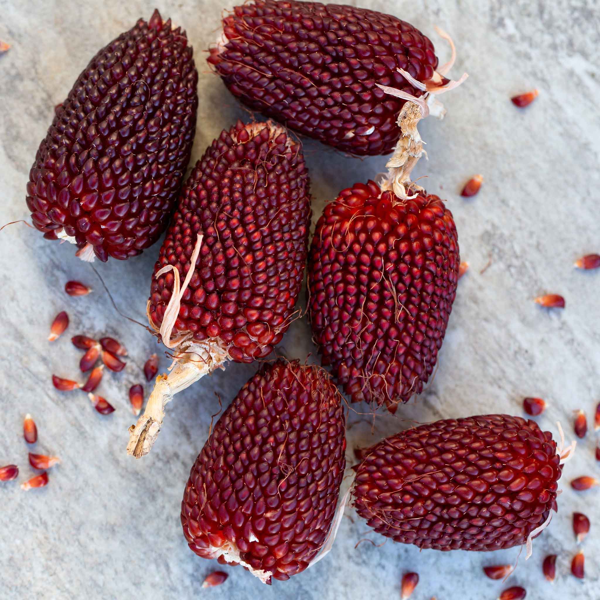 Corn Seeds - Strawberry Popcorn