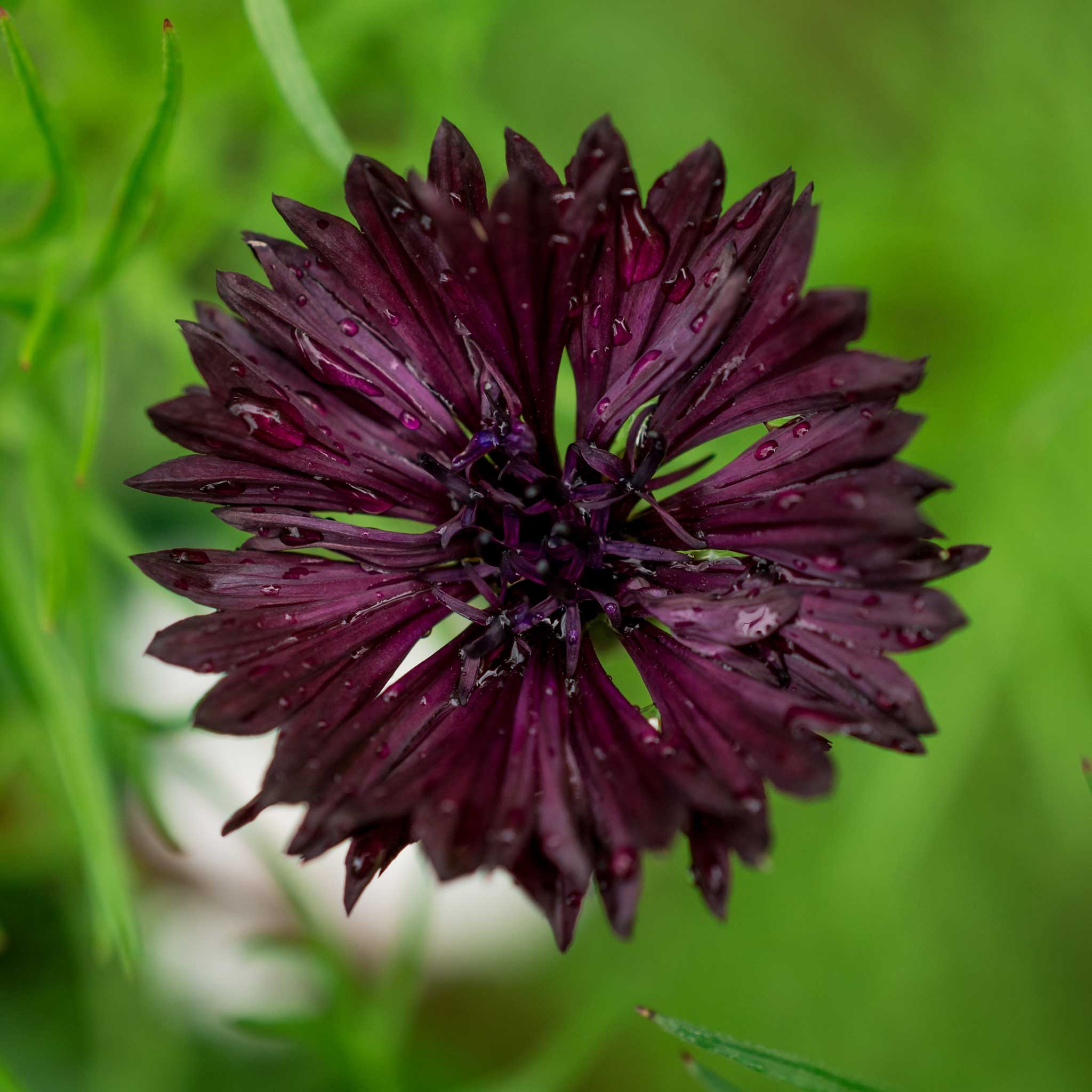 Cornflower Seeds - Almost Black