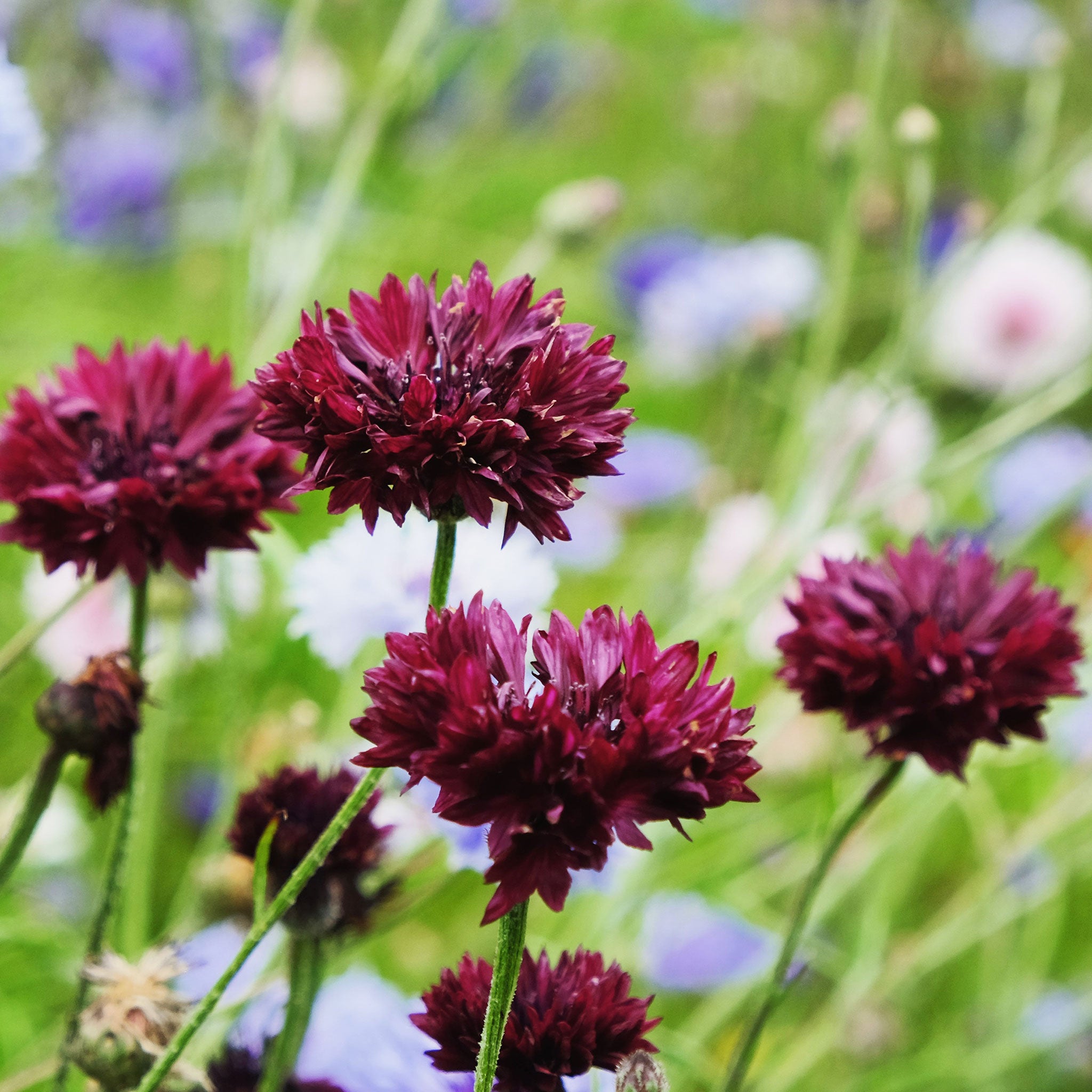Cornflower Seeds - Almost Black